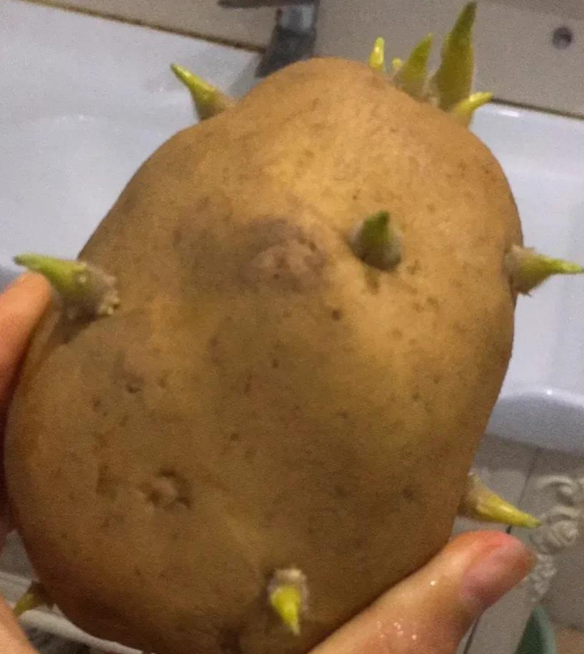 发了芽的土豆是不能食用的,发芽处有一种毒素 大家所吃的土豆是它的