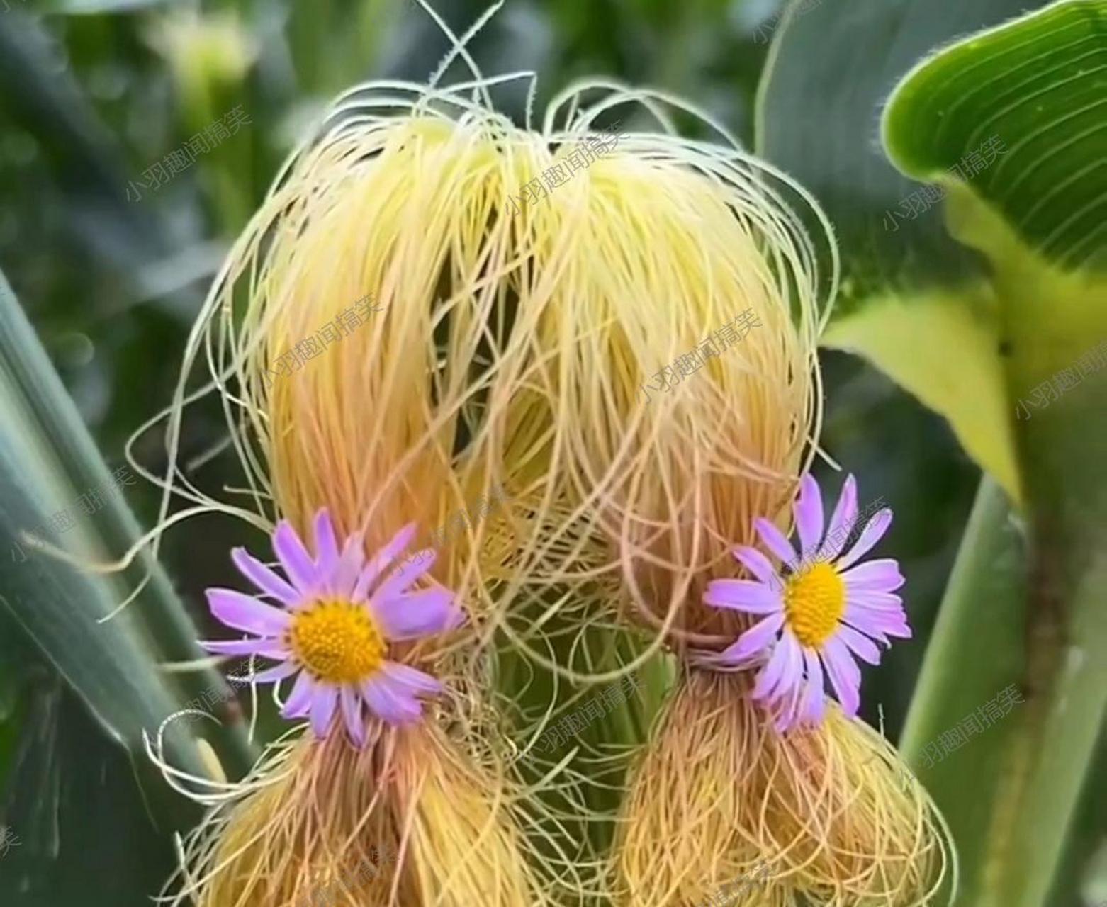 哇塞,这个玉米胡须真的太有趣了!生活中真是处处都有美好的发现呢91