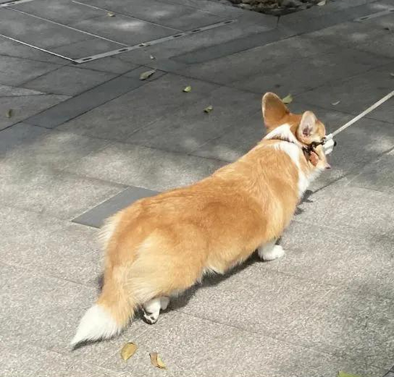 好像大多数柯基都是断尾的,柯基如果不断尾的话会怎么样