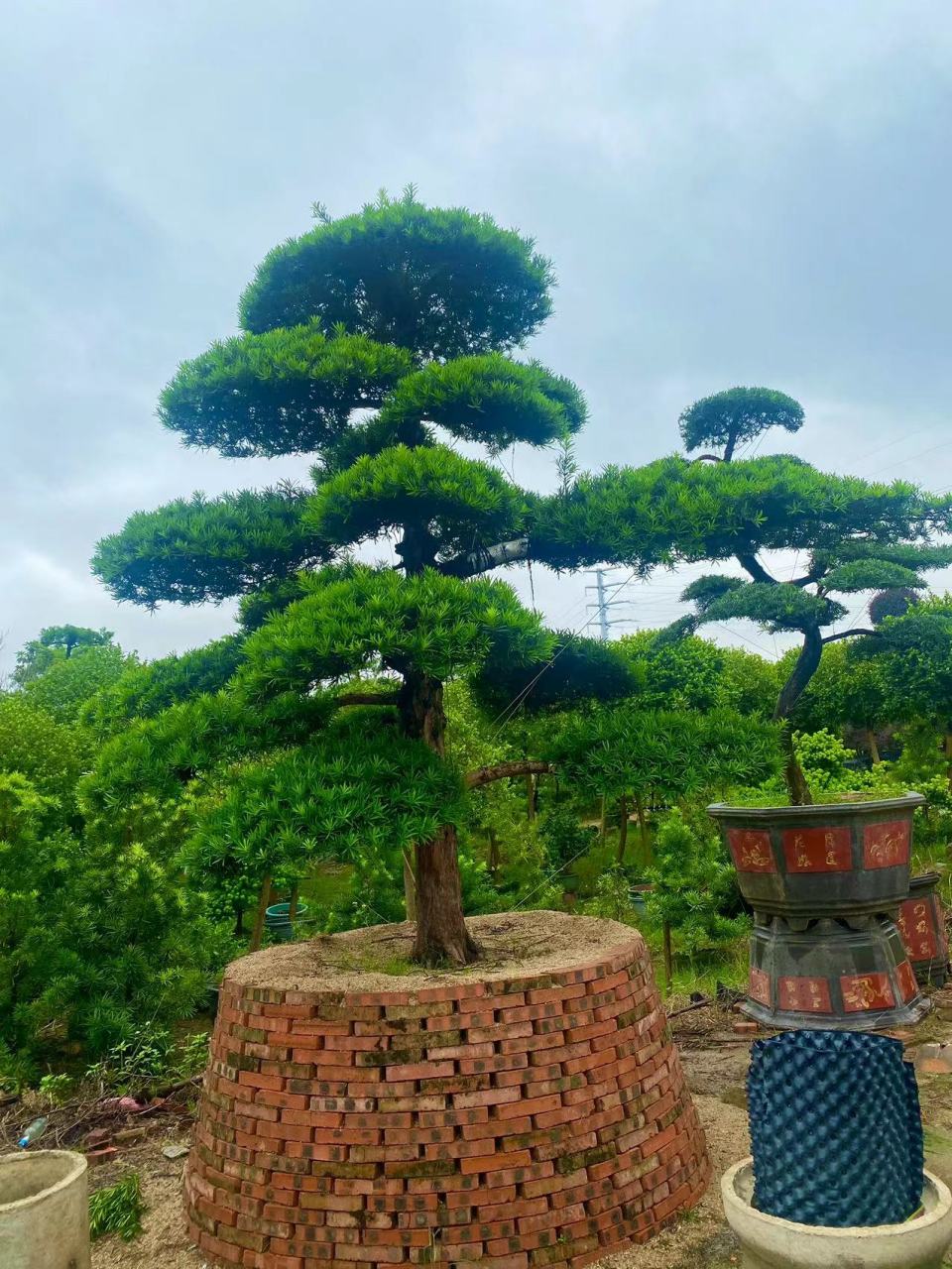 佛山完美艺术园, 本苗圃主要经营:造型罗汉松,国产,日本松,香兰等精品