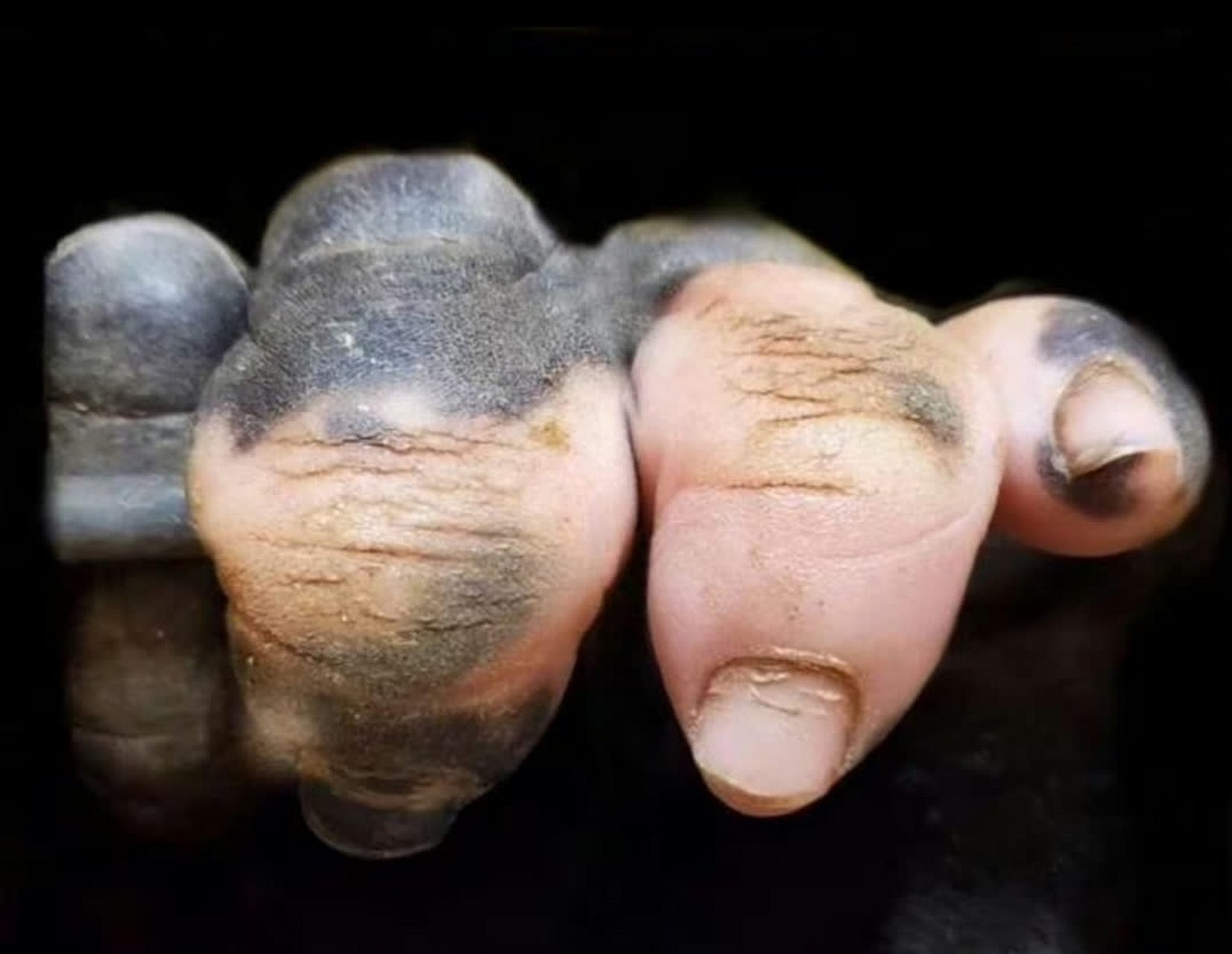 去动物园看到大猩猩的手指让我思考[坏笑]