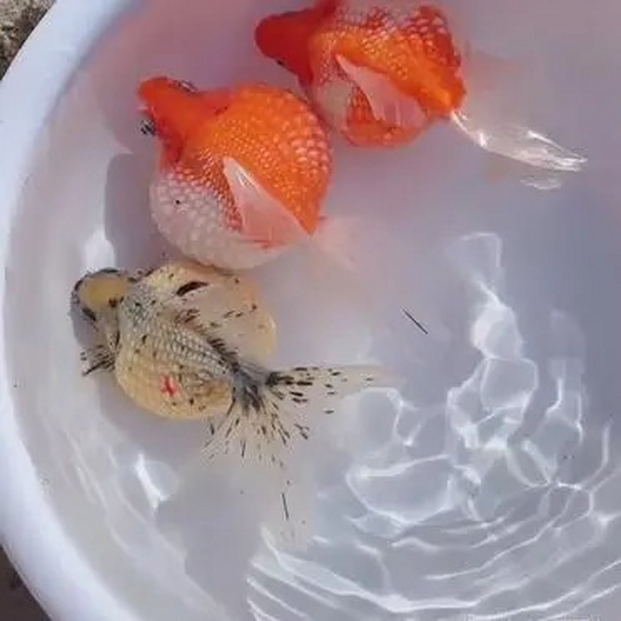 这是珍珠鱼吗?圆圆的,长好像珍珠!