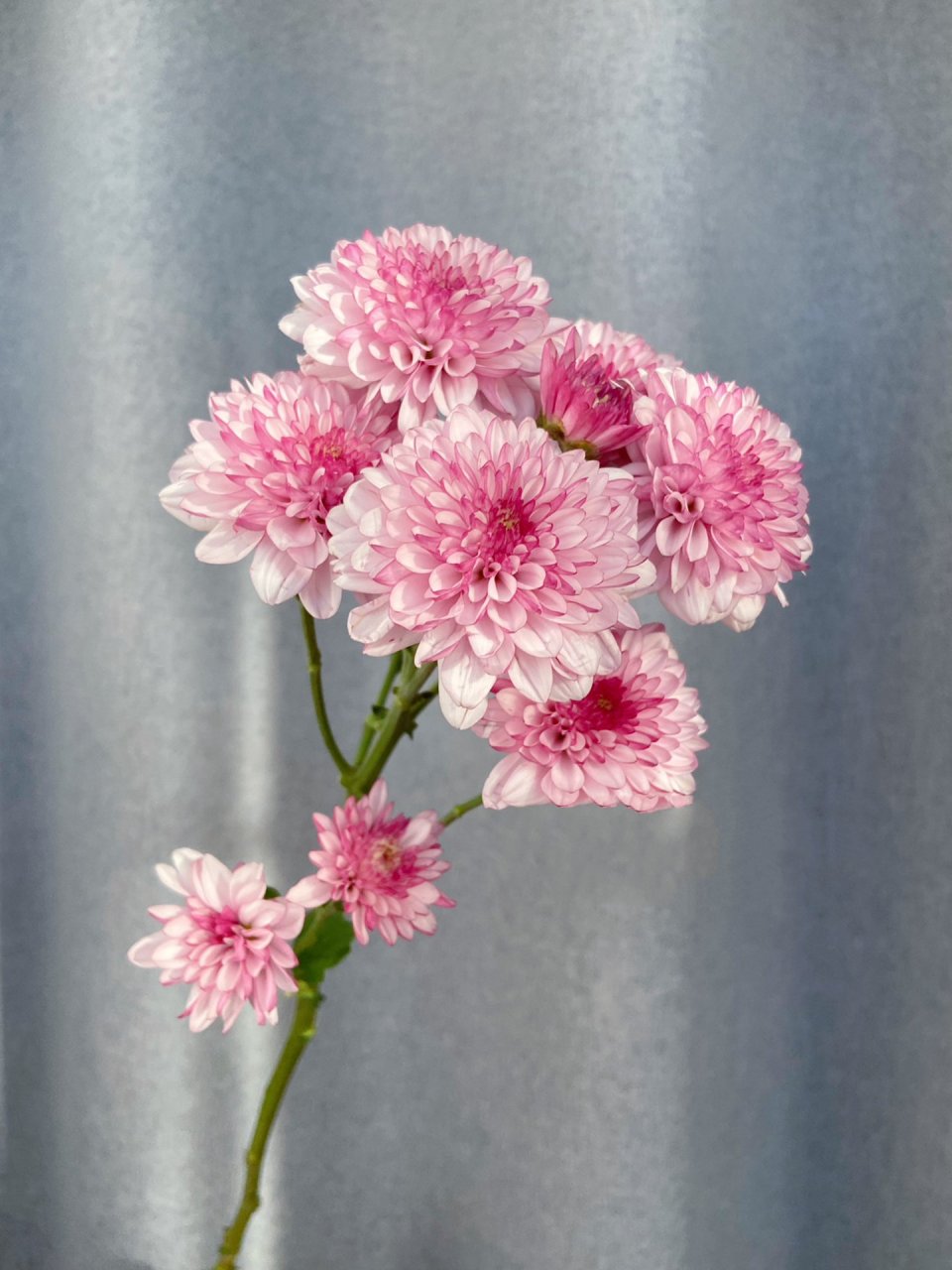 鲜切花入坑 布鲁诺粉小菊98 98布鲁诺粉小菊98花期:冬季30天.