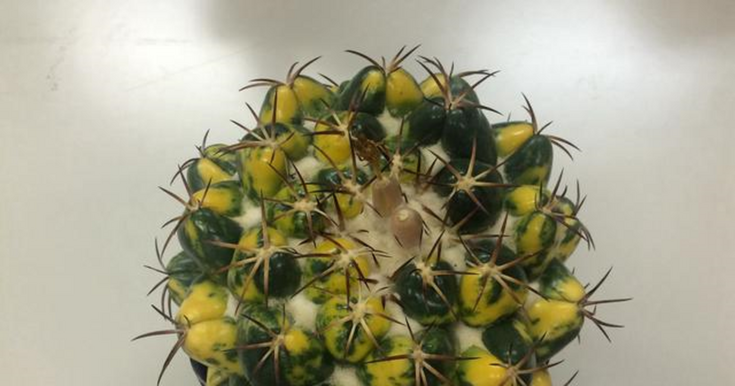 象牙仙人球大集合,你最喜欢哪一个?