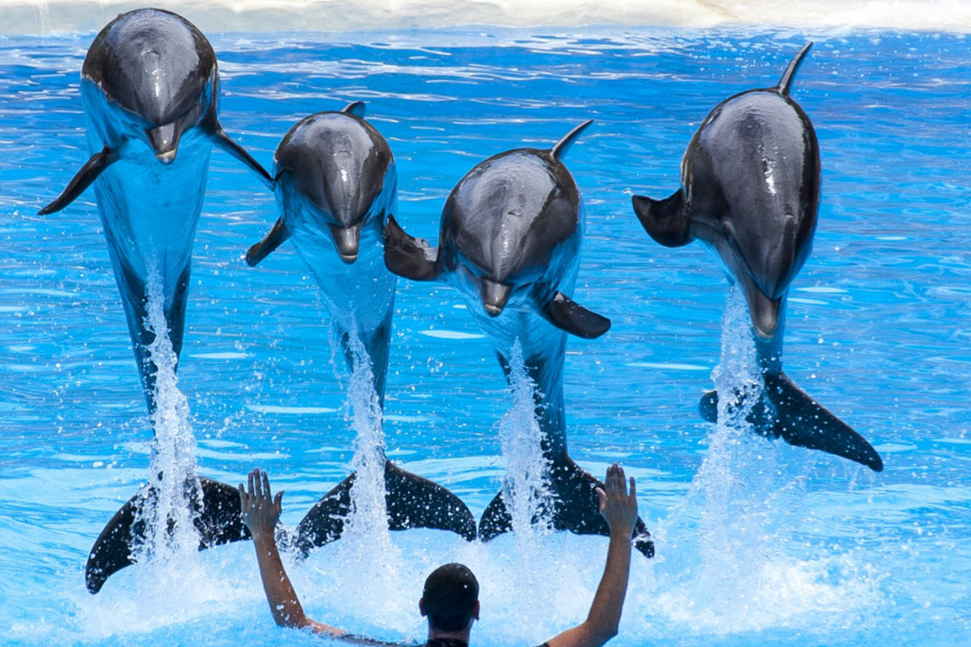 每天陪孩子一起瞧动物 名称:海豚 别名:海狶/豨,鱼兽,鱼狸,海豚鱼