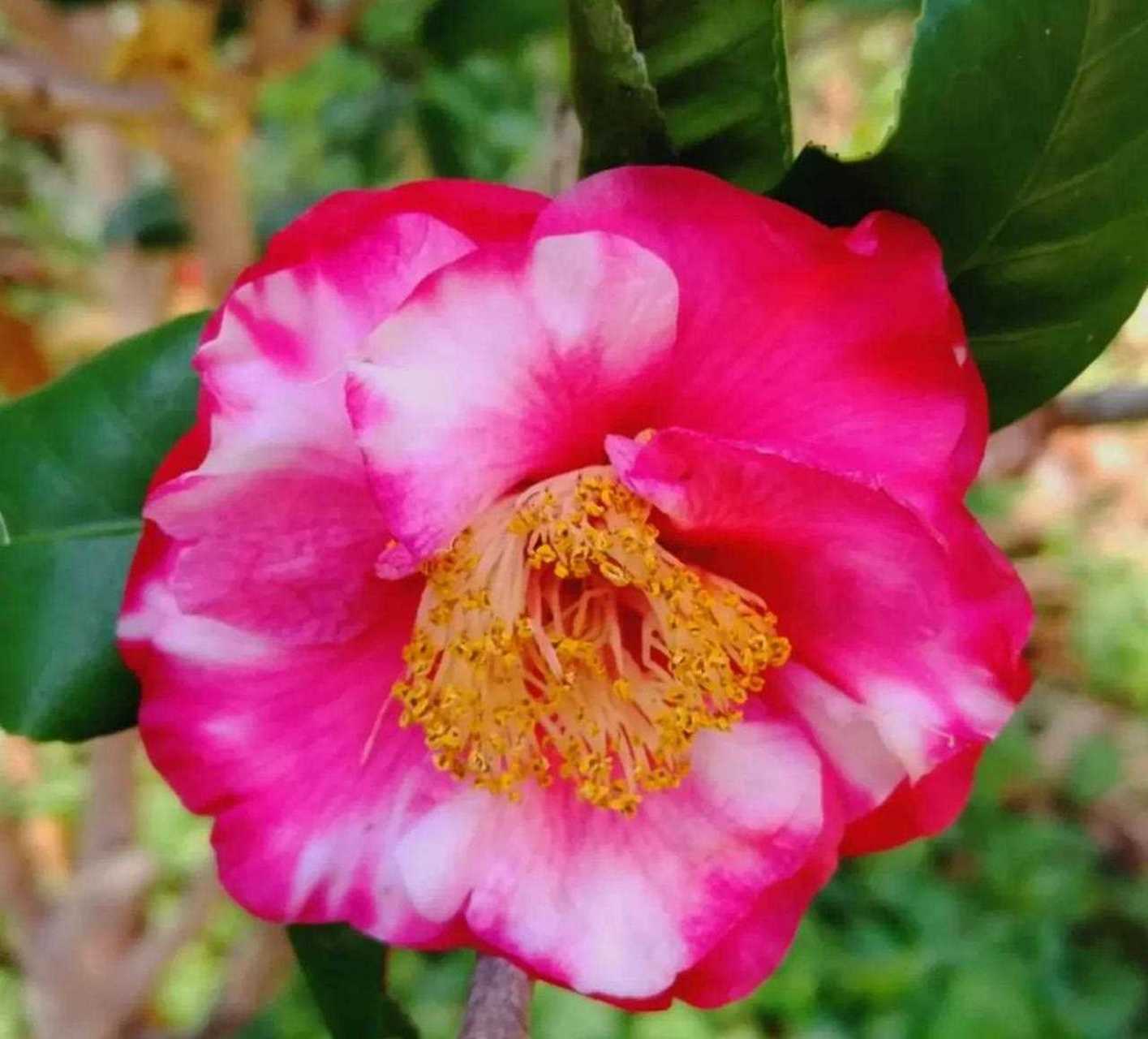 茶花～吉普赛女郎[疑问] [阴险] 美艳热烈 自由奔放  吉普赛女郎