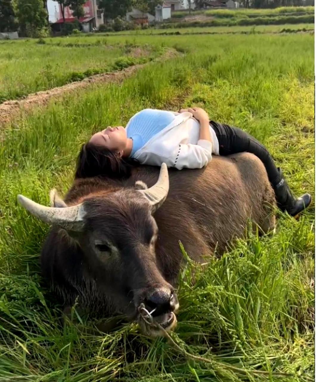 那个放牛娃已经成长为一个人,他放的牛也成为了母牛.