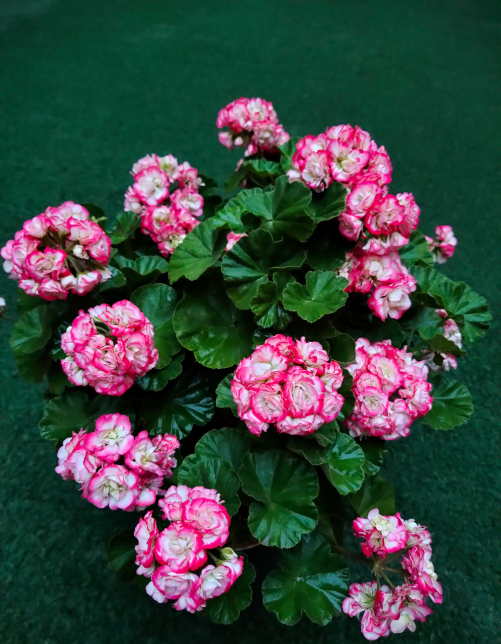 有种天竺葵,名叫"苹果碗",也叫日碗,花朵长得像玫瑰花,红白色相间