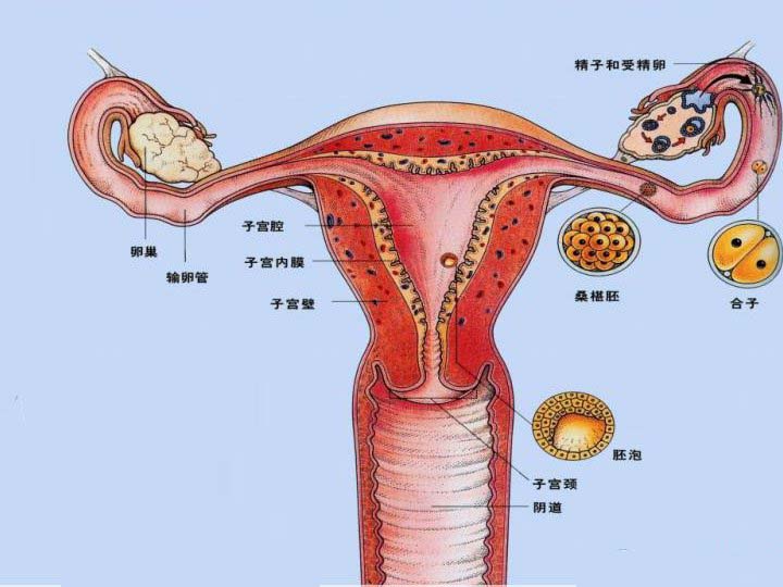 输卵管形状介绍图图片