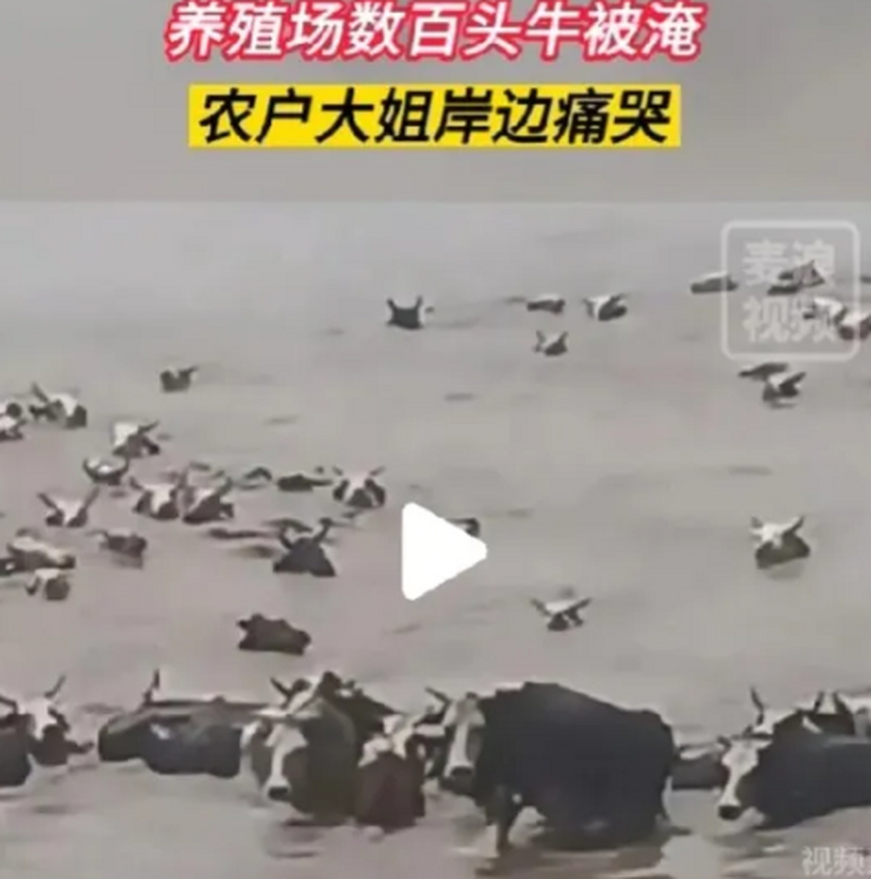 数百头牛被洪水冲走,农户大姐痛哭流涕,灾后重建工作展开#养殖场数百