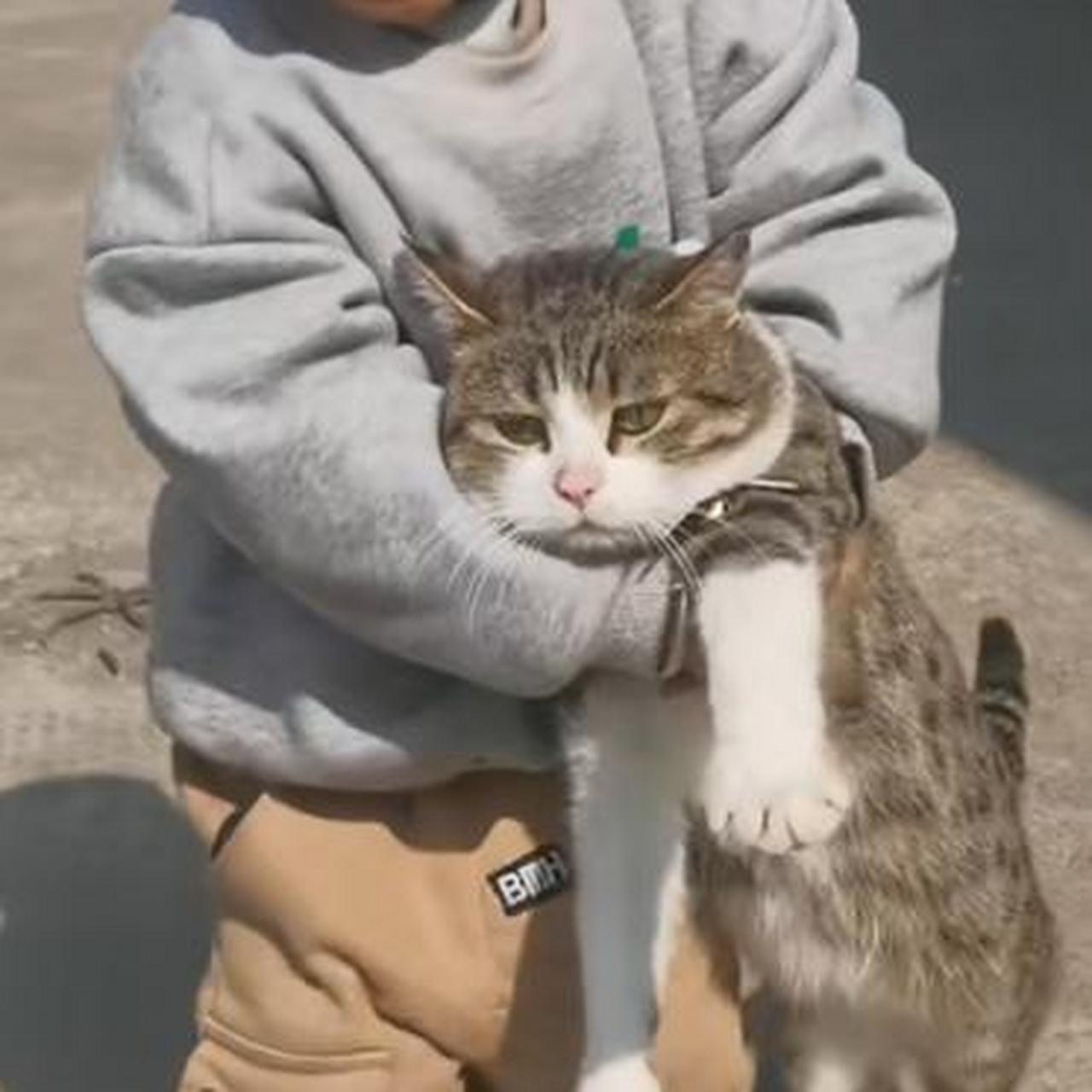 猫咪:为了一口吃的,我还是忍忍吧