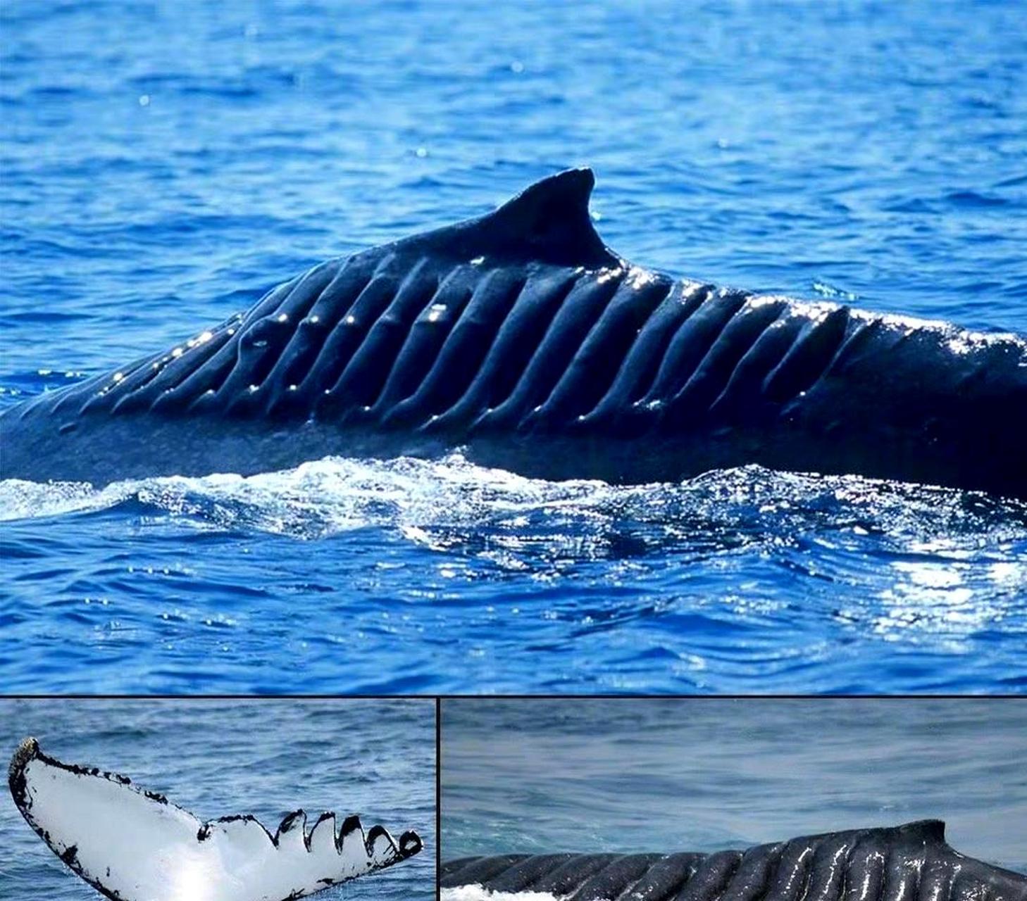 这头座头鲸身上的螺旋桨伤痕令人心惊,深深触动人心.