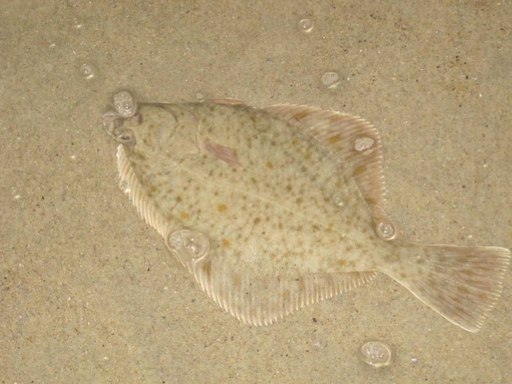 每天陪孩子一起瞧动物 名称:比目鱼 别名:鲽鱼 分类:动物界,脊索动物