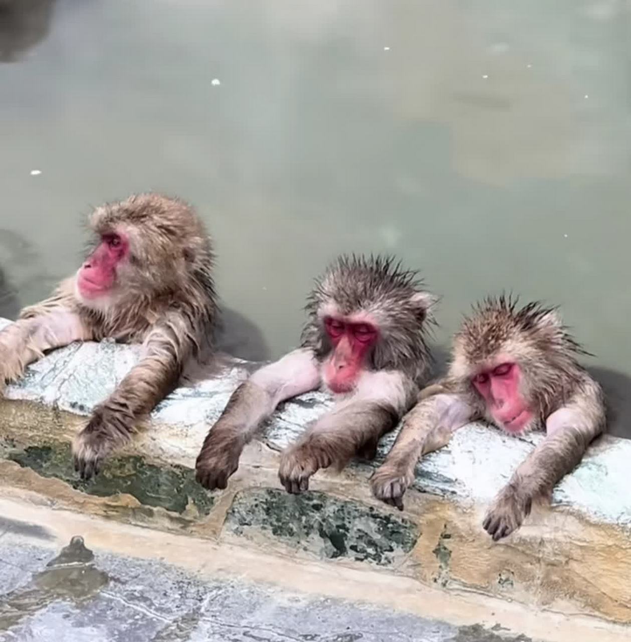 猴子泡温泉搞笑图片图片