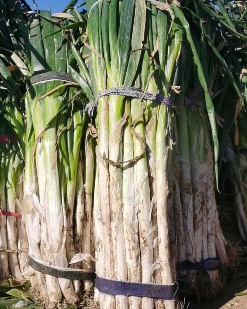 拼多多多上看见一张章丘大葱的图片,那图片上大葱叶绿杆白,写着几个大