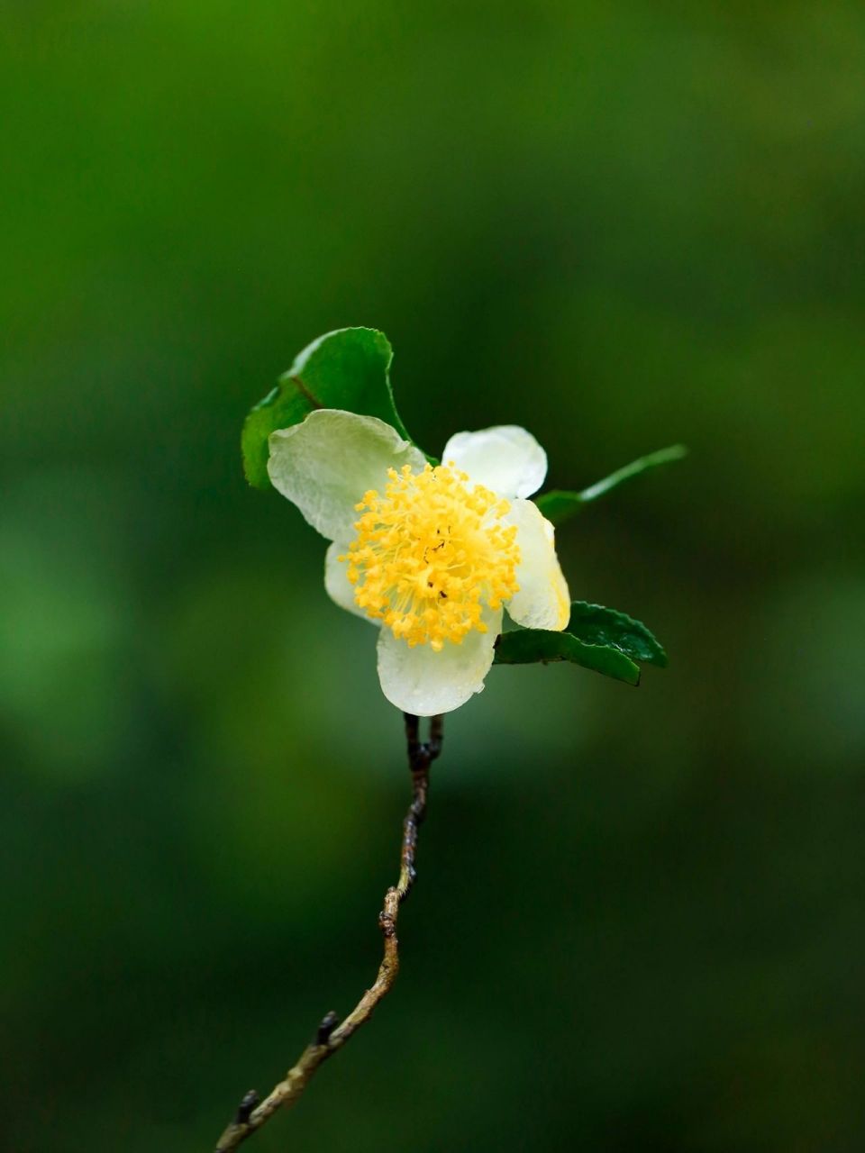 野茶花树图片