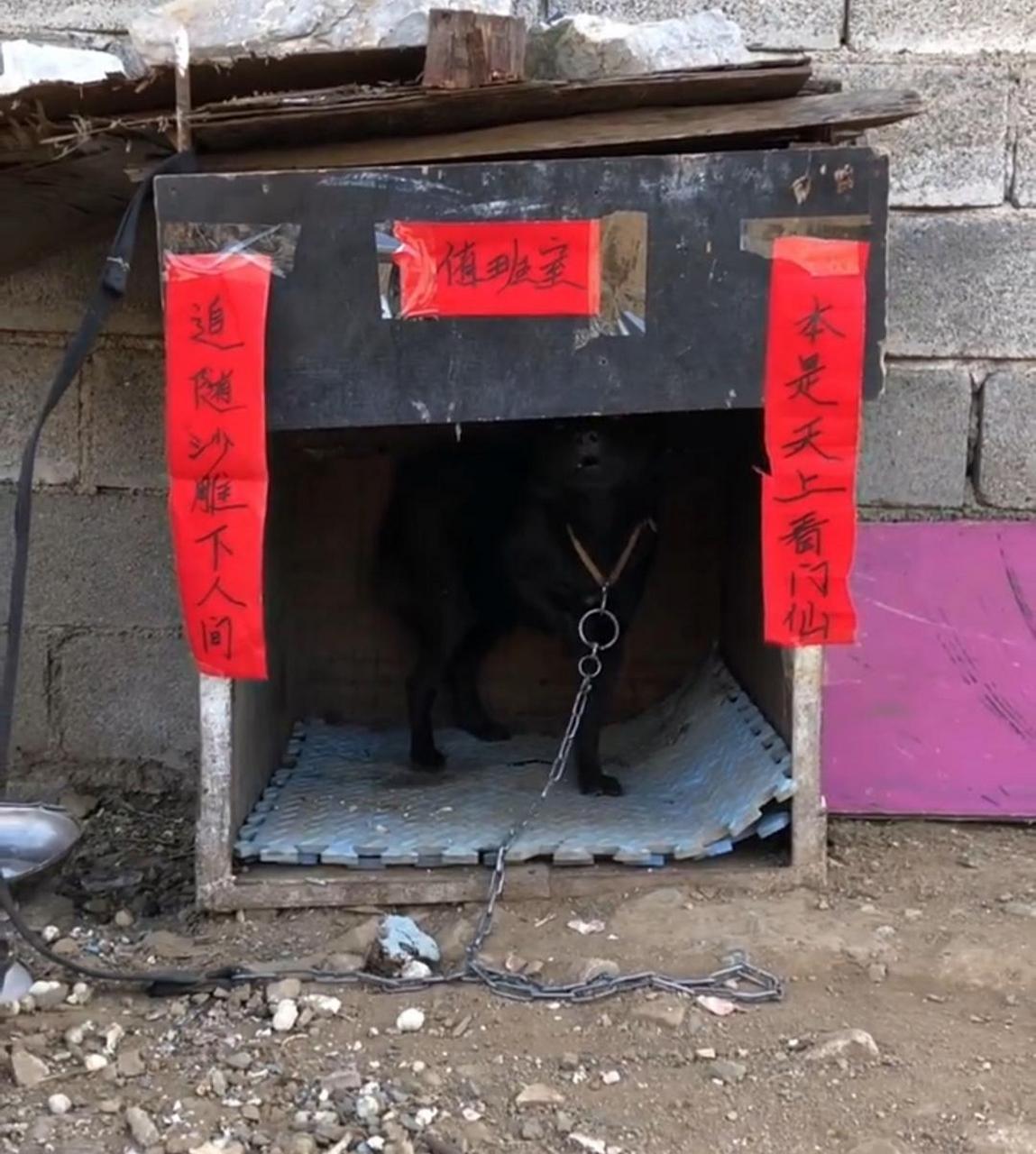 大伯对狗狗不赖呀,过年也给整幅对联! #搞笑趣味图