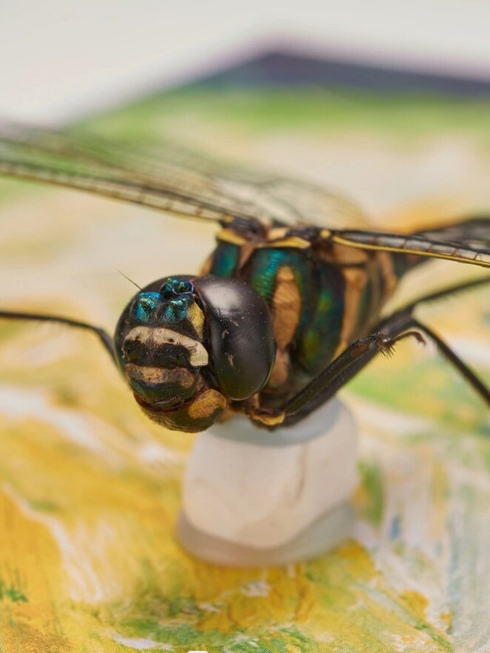 金属蓝滑翔机——闪蓝丽大伪蜻  闪蓝丽大伪蜻,以其独特的金属蓝色