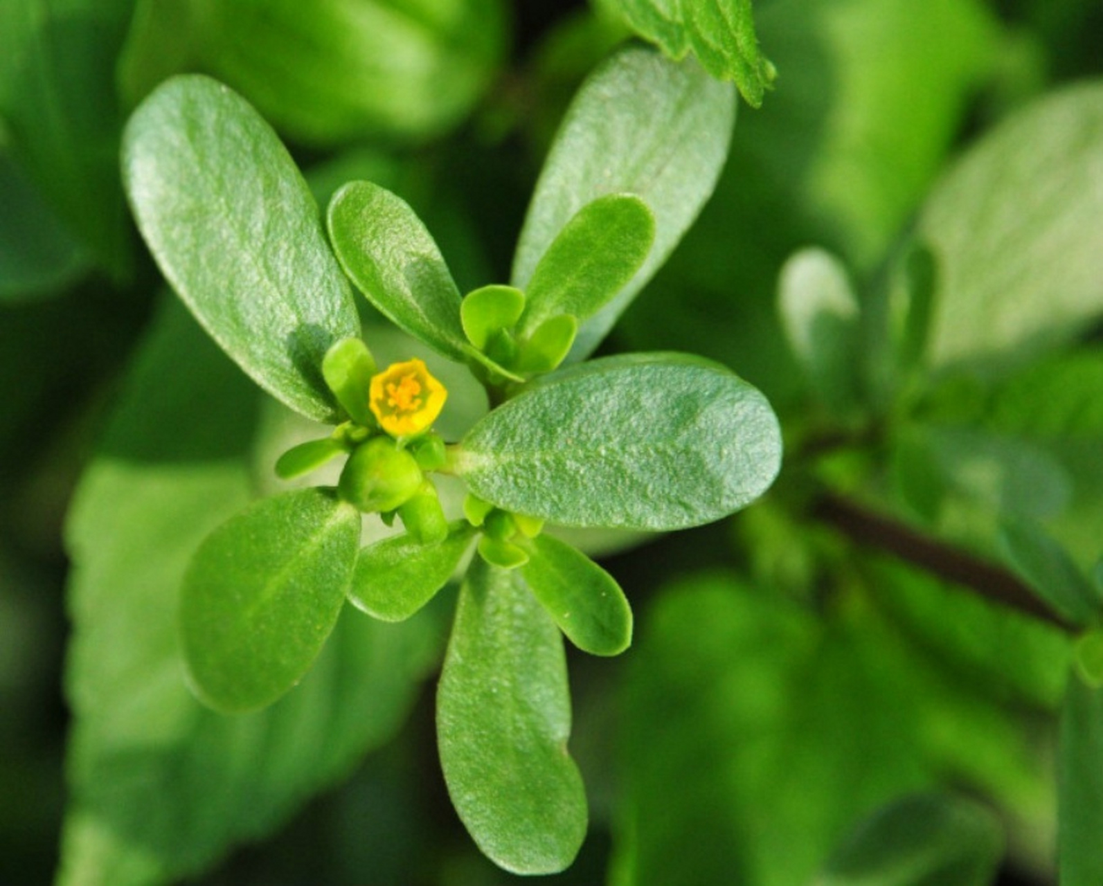 乐享周末分享吧# 今天,我无意间看到了一篇关于"长寿菜"的文章.