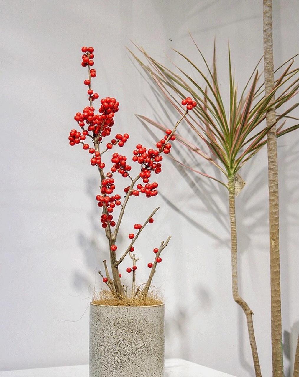 家里种一盆喜气的进口北美冬青绿植盆栽 实名轮生冬青,原产北美,所以