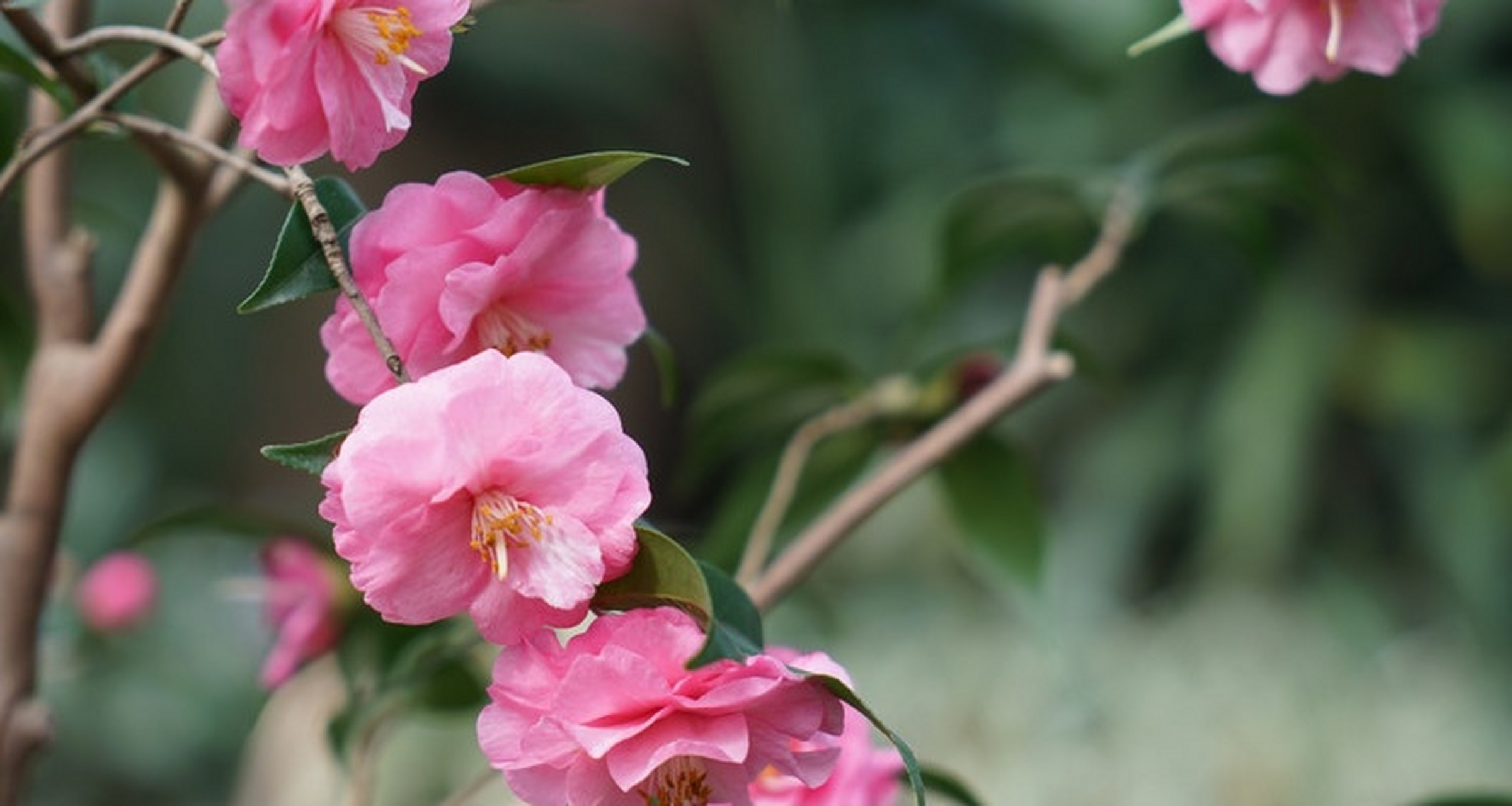 茶梅开花时间  茶梅(学名:camellia sinensis)是一种常见的茶叶植物