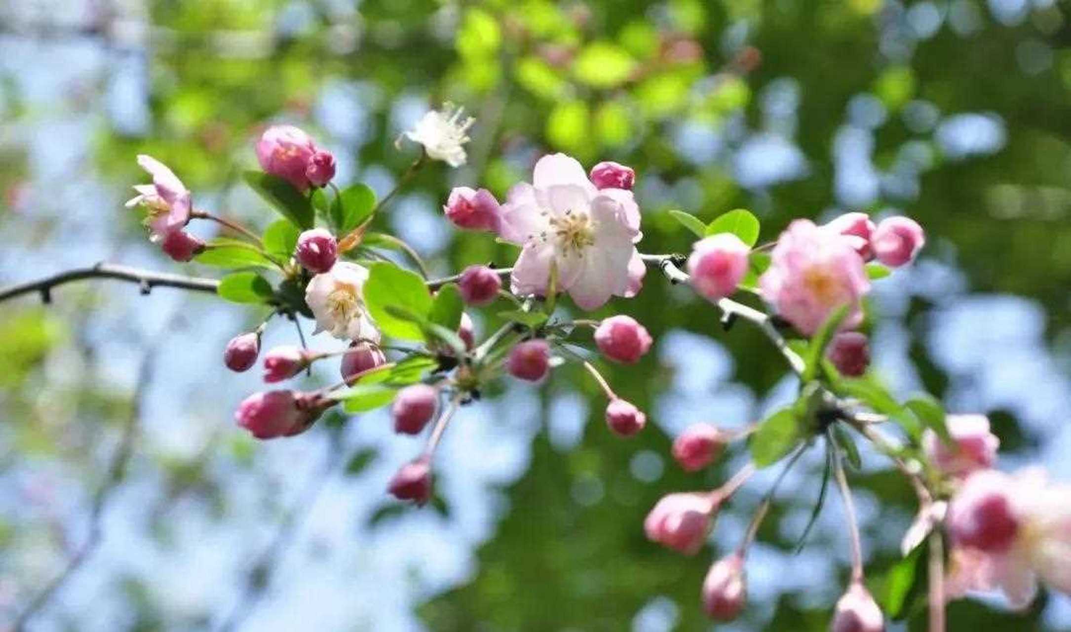 寒食—唐·孟云卿 江南花满枝,他乡寒食远堪悲.