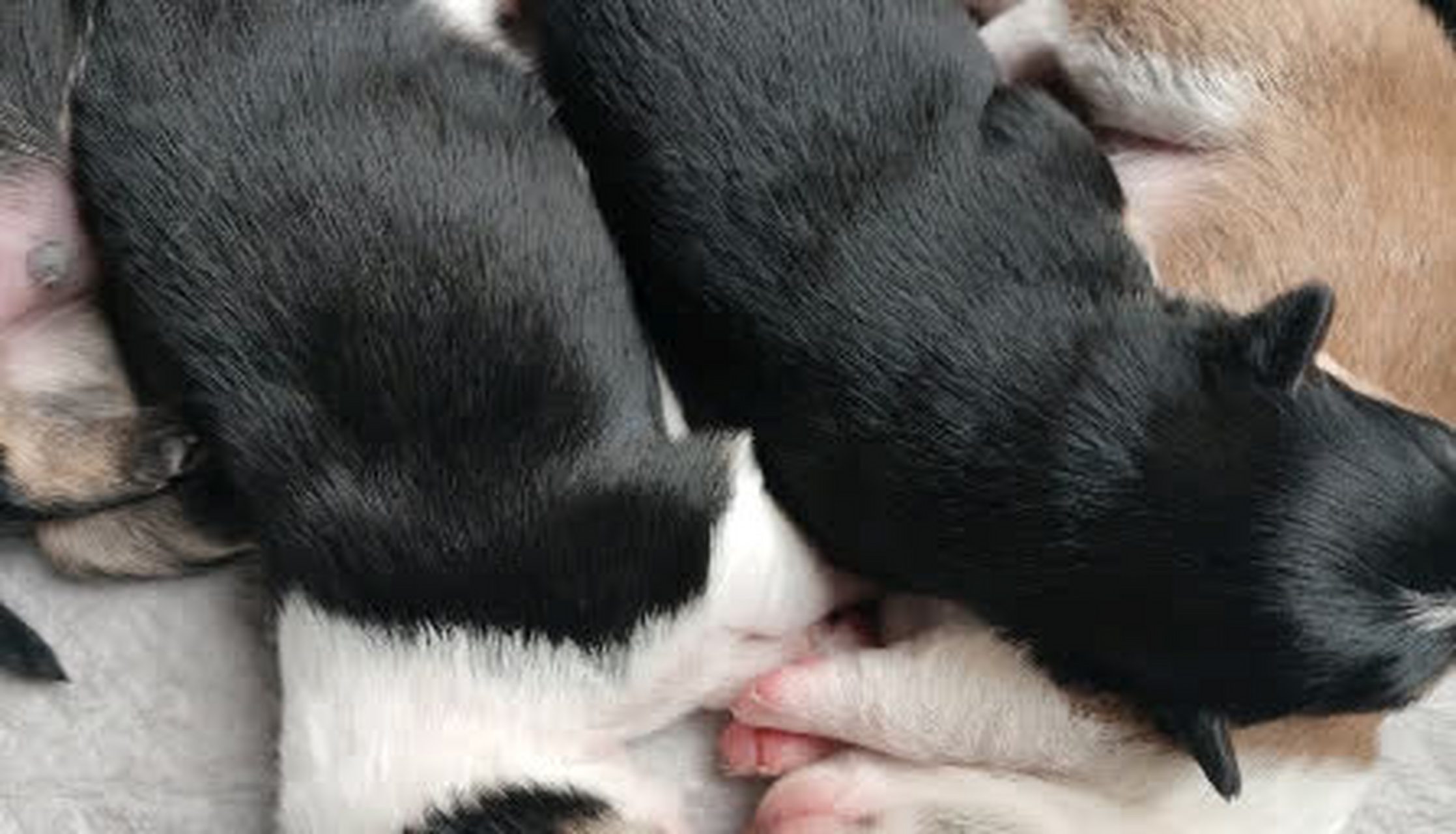 柯基犬和边境牧羊犬的混种,不知道会是什么样子[汗]