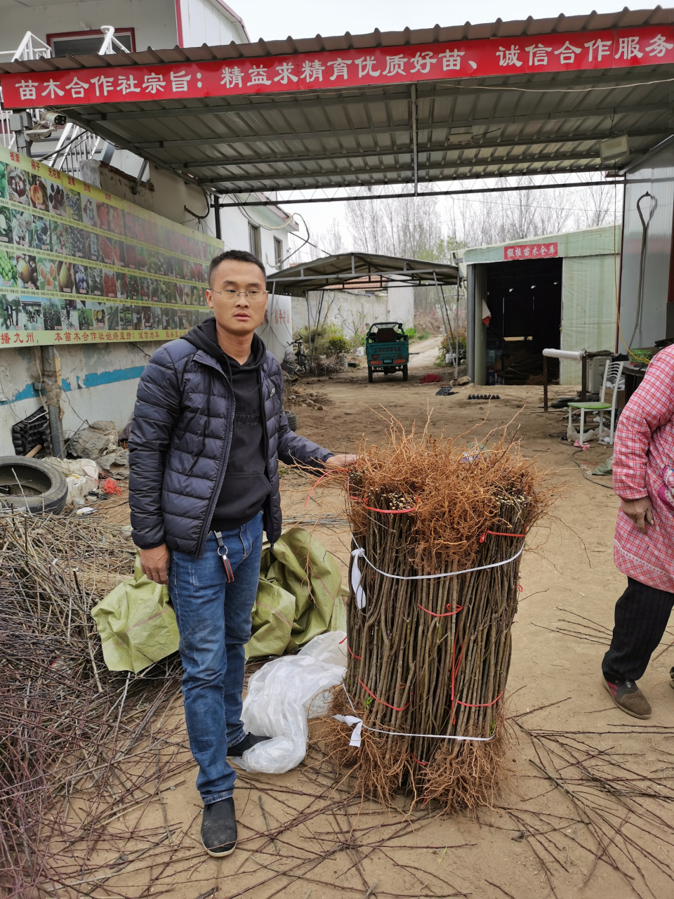 中蟠13桃苗施肥技术 瑞盘101桃苗9万棵栽植瑞丽