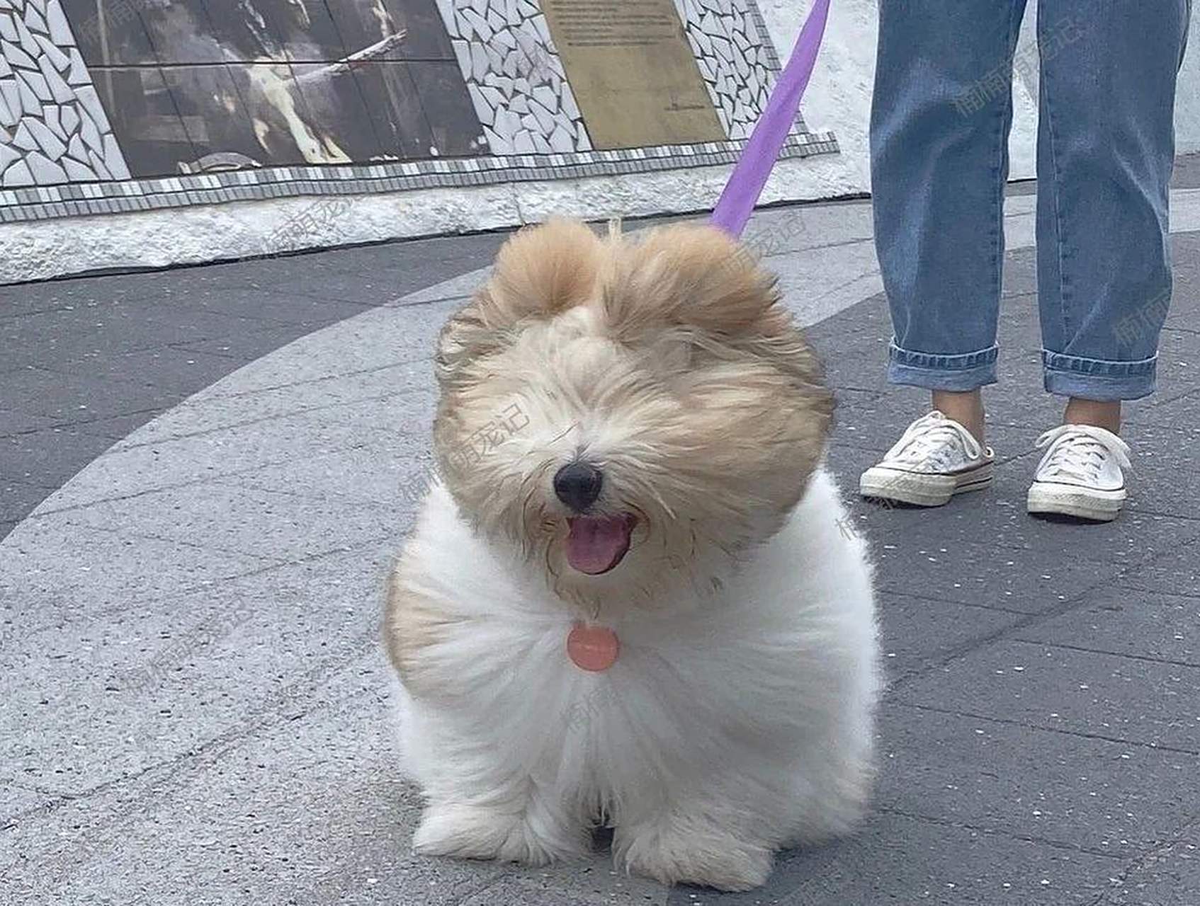 哇塞,这只小狗太萌啦!它的眼睛都被毛发遮住啦!