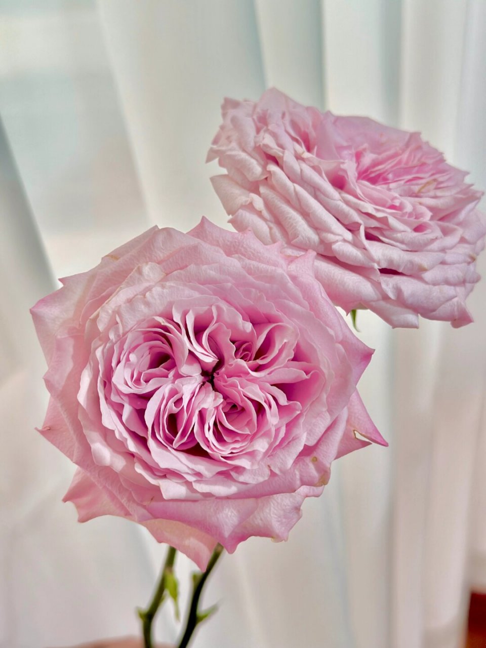 甜蜜长相思玫瑰  让你瞬间坠入浪漫仙境94