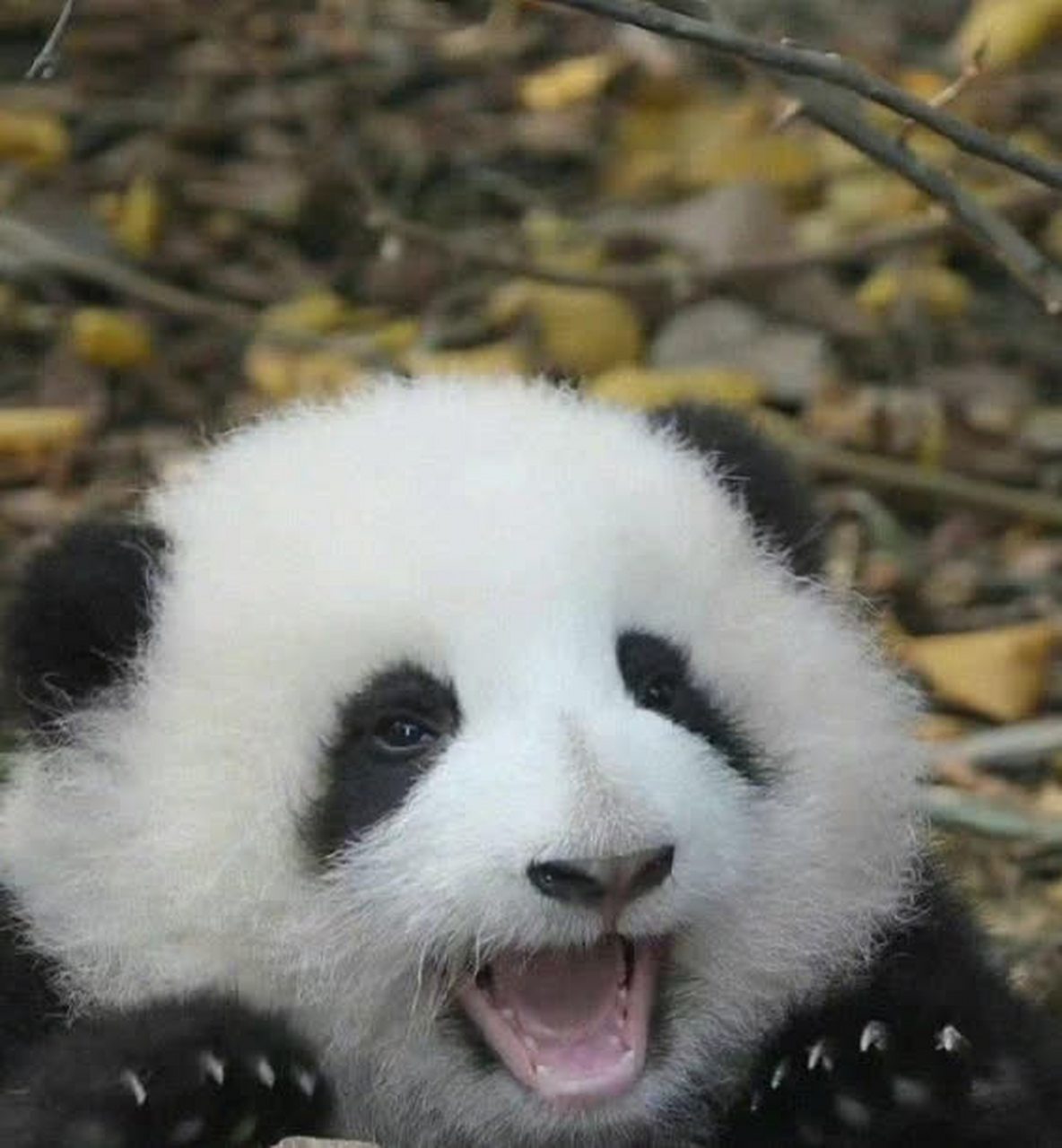 小熊猫为什么笑得这么甜!  !  ![偷笑]