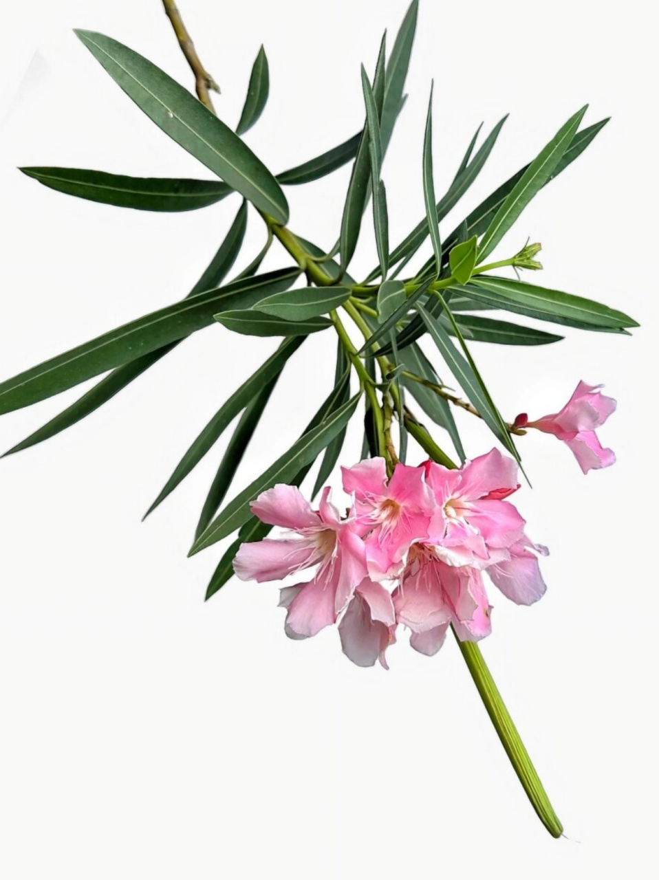 夹竹桃 是美好的夏日繁花  夹竹桃是一种美丽的夏日繁花,它的花朵鲜艳