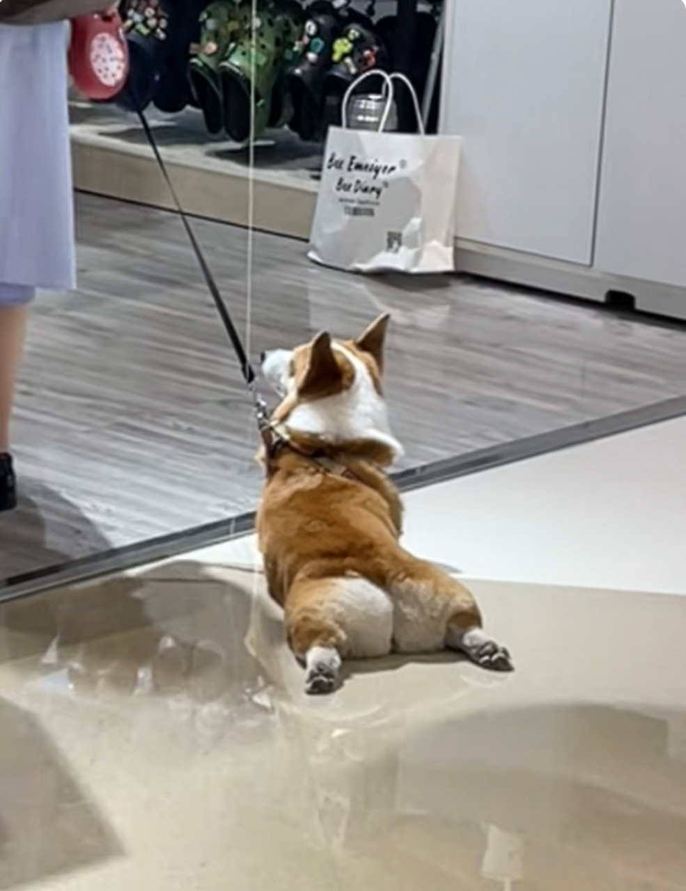 你看看,狗子这么精力旺盛,陪女人逛街都累趴下了[白眼]