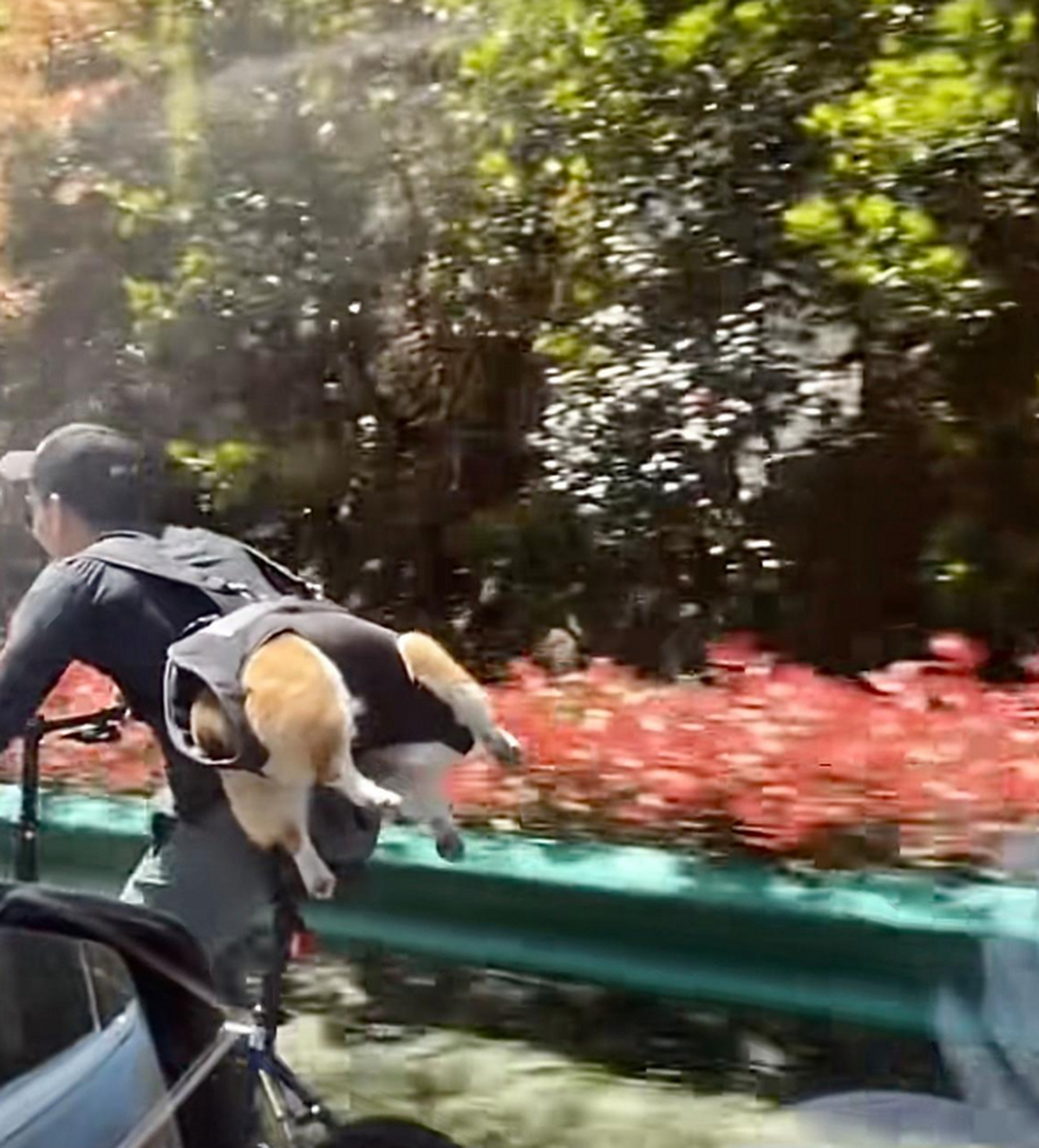 狗狗:我真是光屁股拉磨,转圈丢人