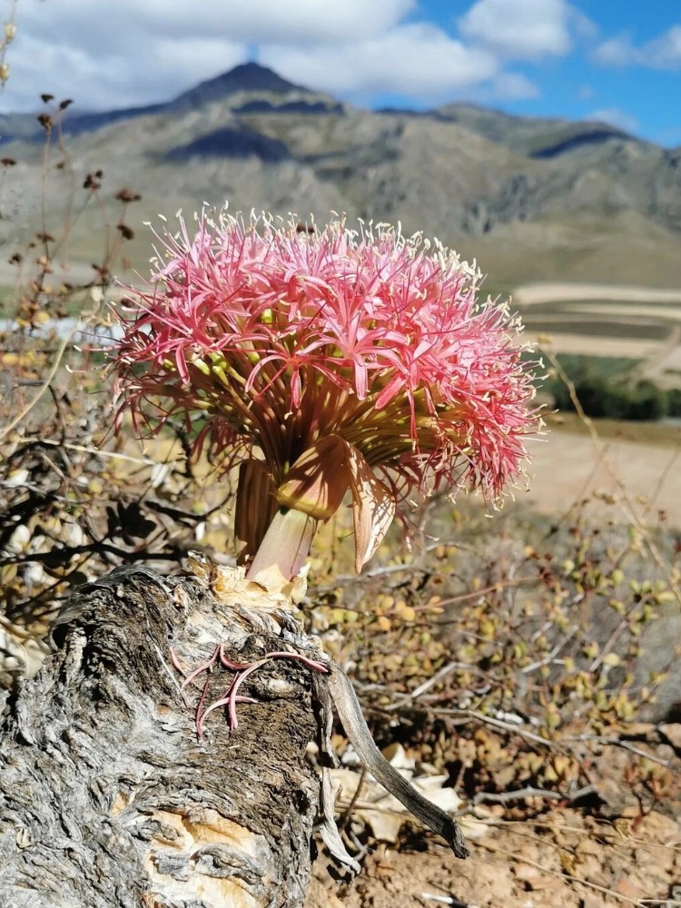 美丽与危xian并存