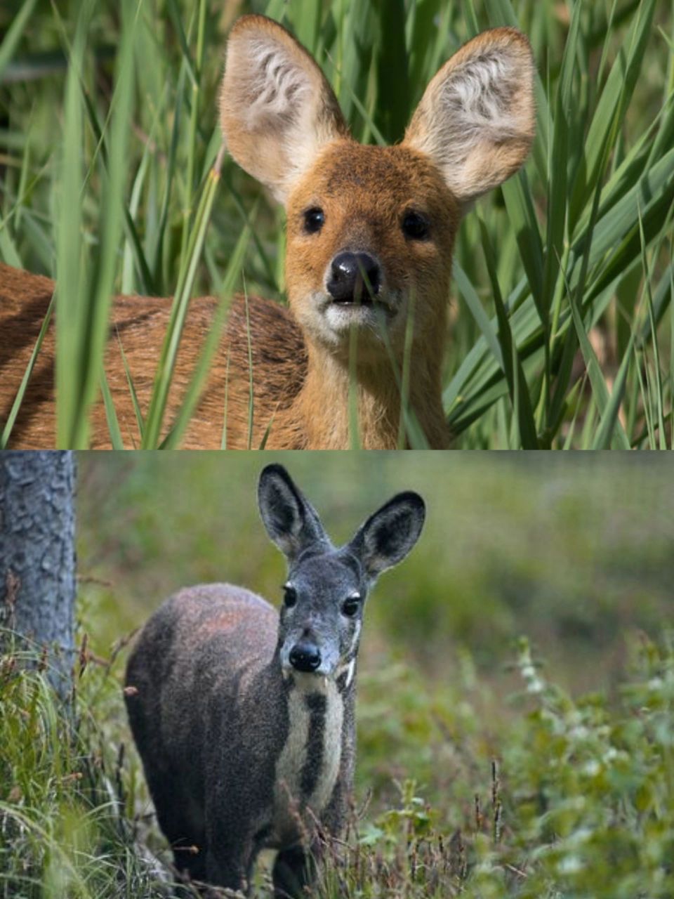 自带香气的动物麝 中文名: 【麝(麝獐,香獐)】 拉丁学名:noschus no
