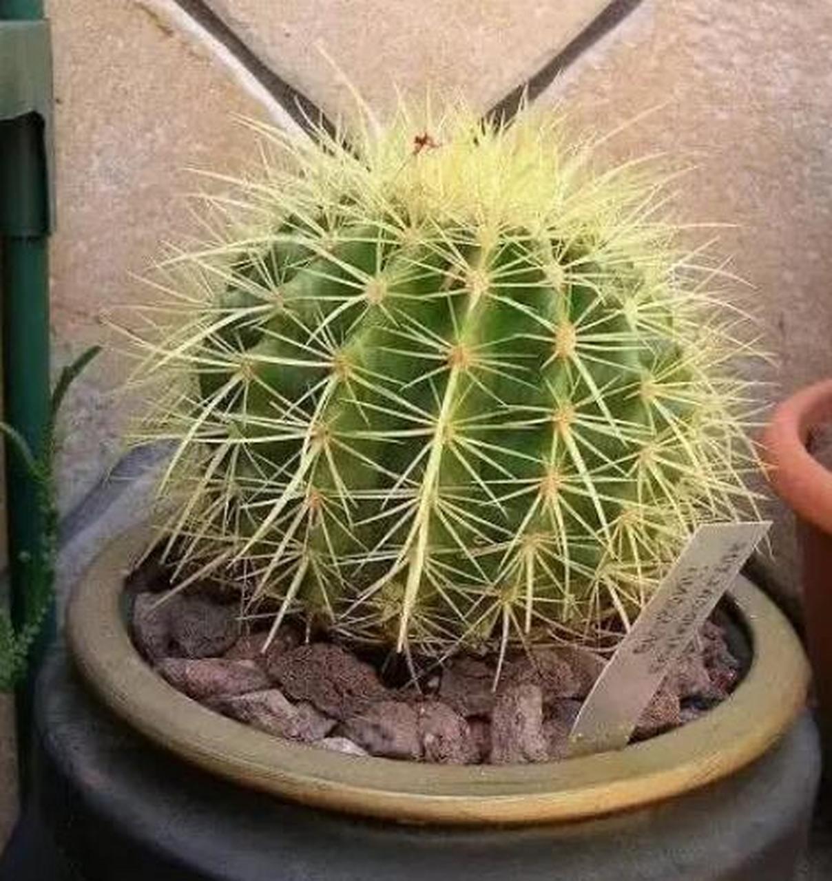 金琥是比较好养的一种仙人球,也叫作金虎仙人球,它是十足的懒人植物