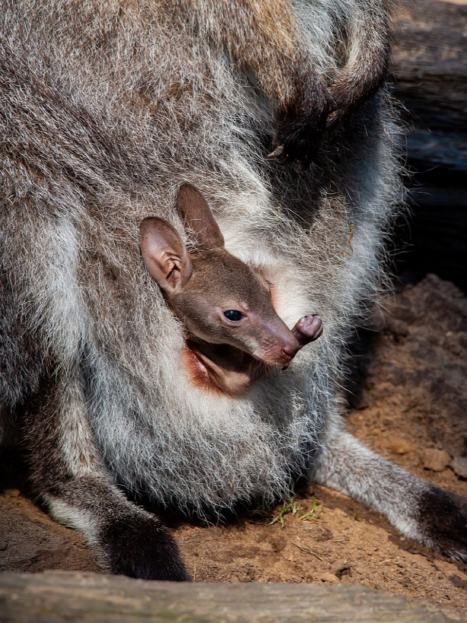 每天陪孩子一起瞧动物 名称:袋鼠 分类:动物界,脊索动物门,哺乳纲,后