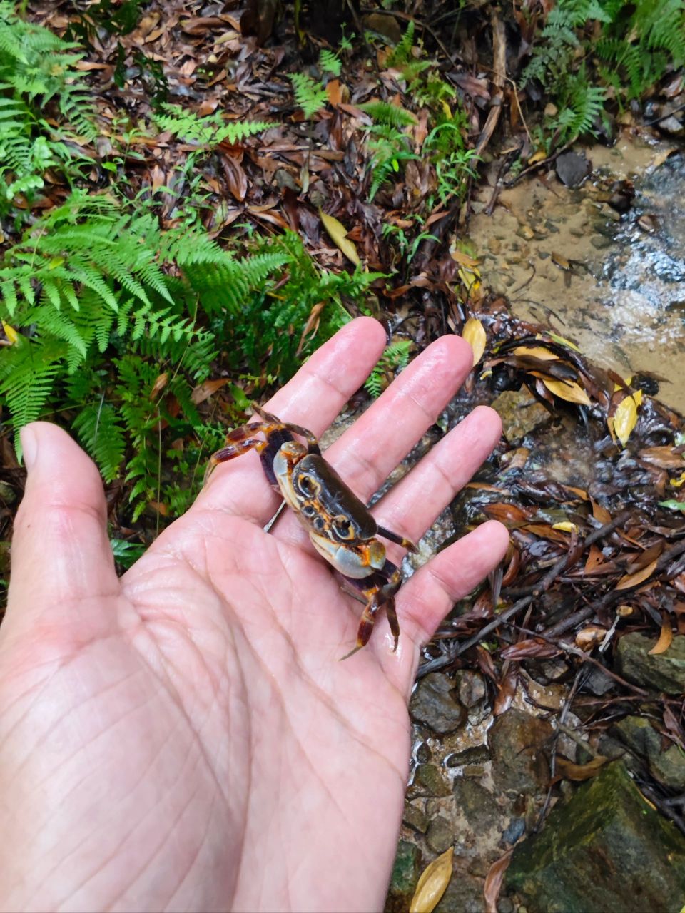 爬山的另类玩法:小溪抓螃蟹  在本地山上某处人迹罕至的小溪里匿藏着