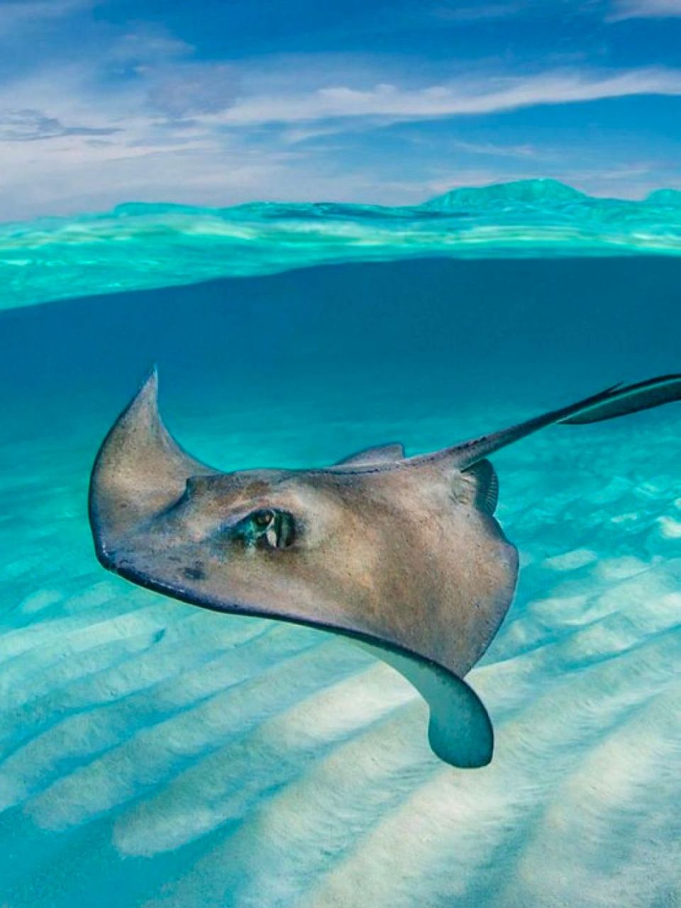 有一只奇怪人类在看我 学名:dasyatidae 英文:stingray 刺魟最显着的