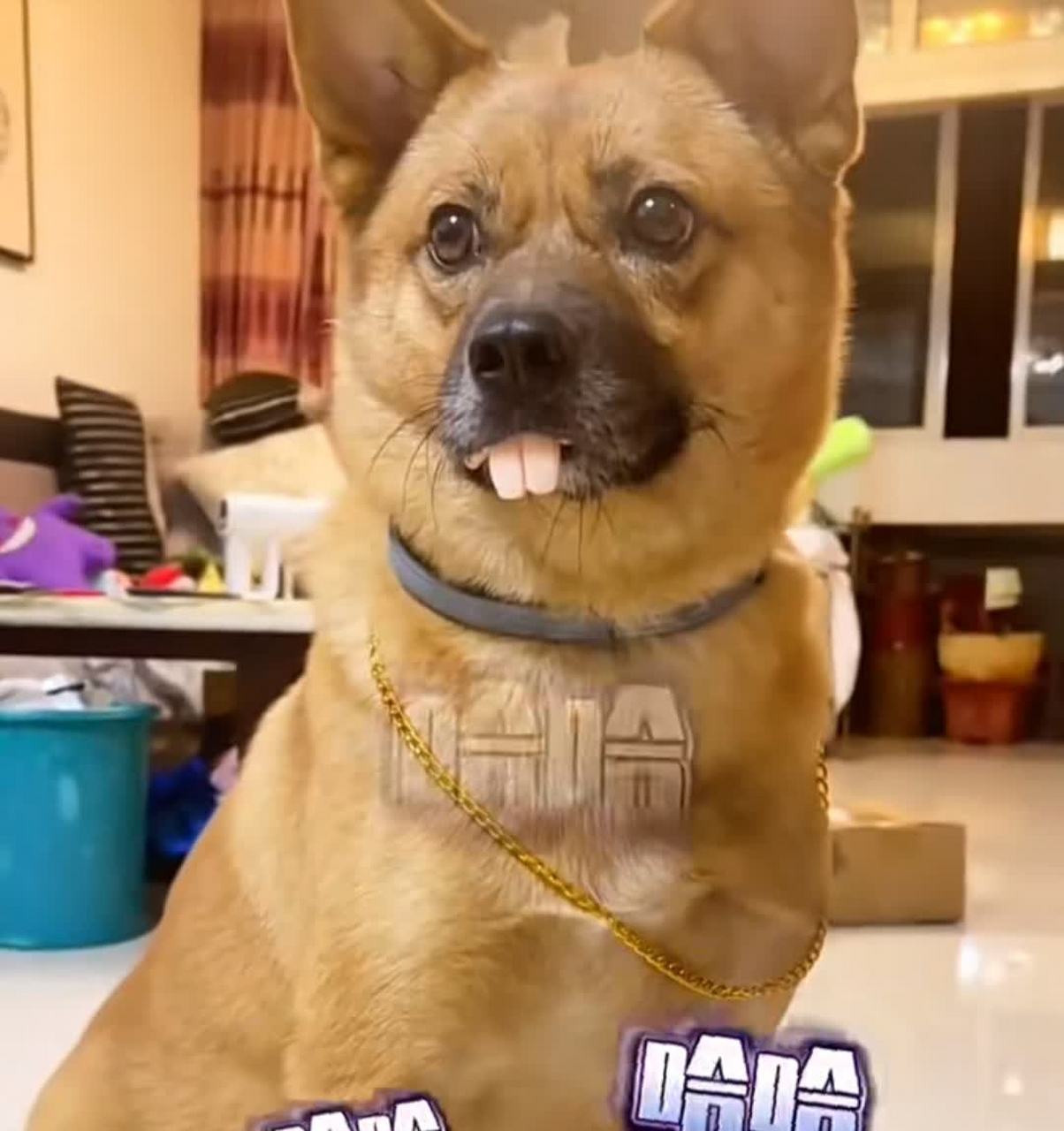 这狗的门牙太大了![大笑][大笑]#搞笑