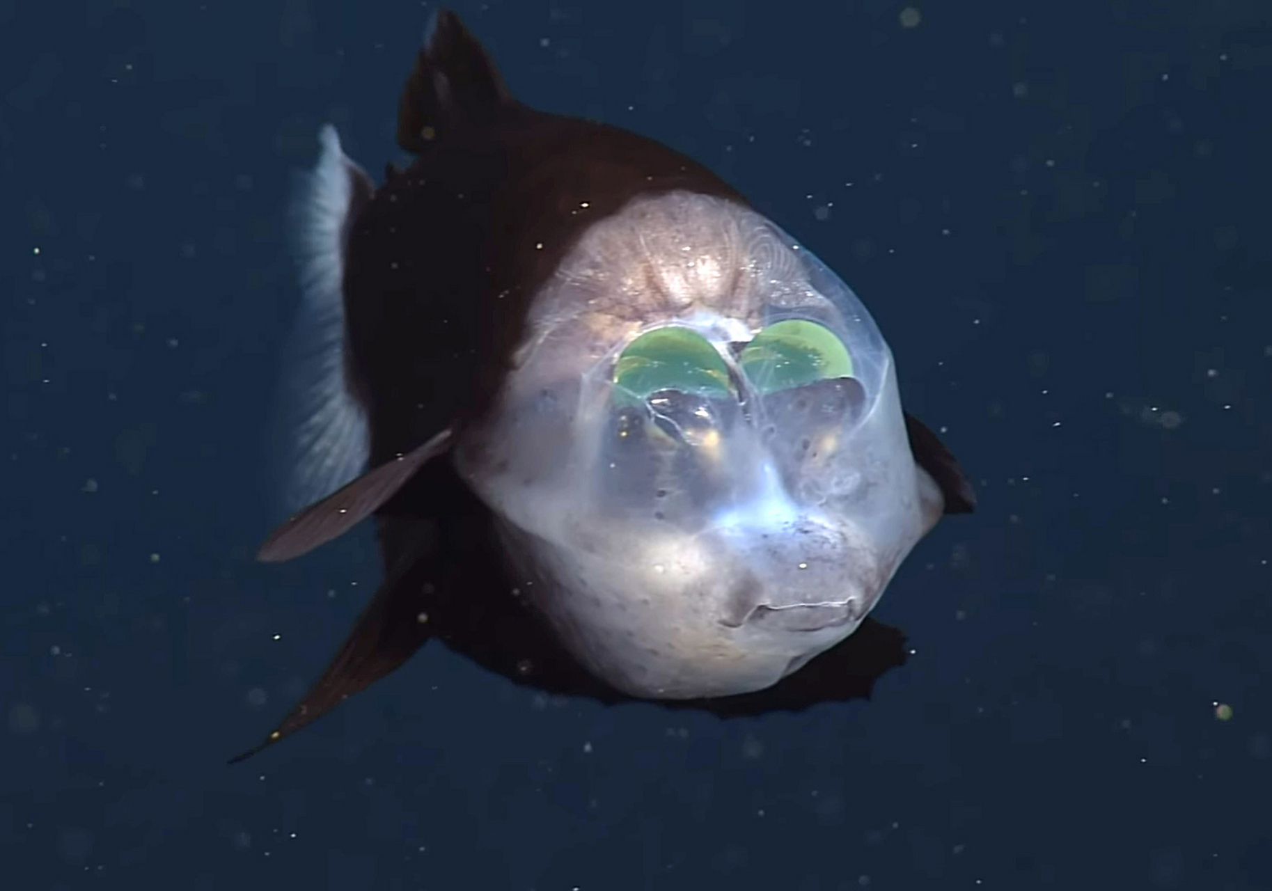 它们被称为管眼鱼,又叫大鳍后肛鱼,生活在600至800米深的太平洋中.