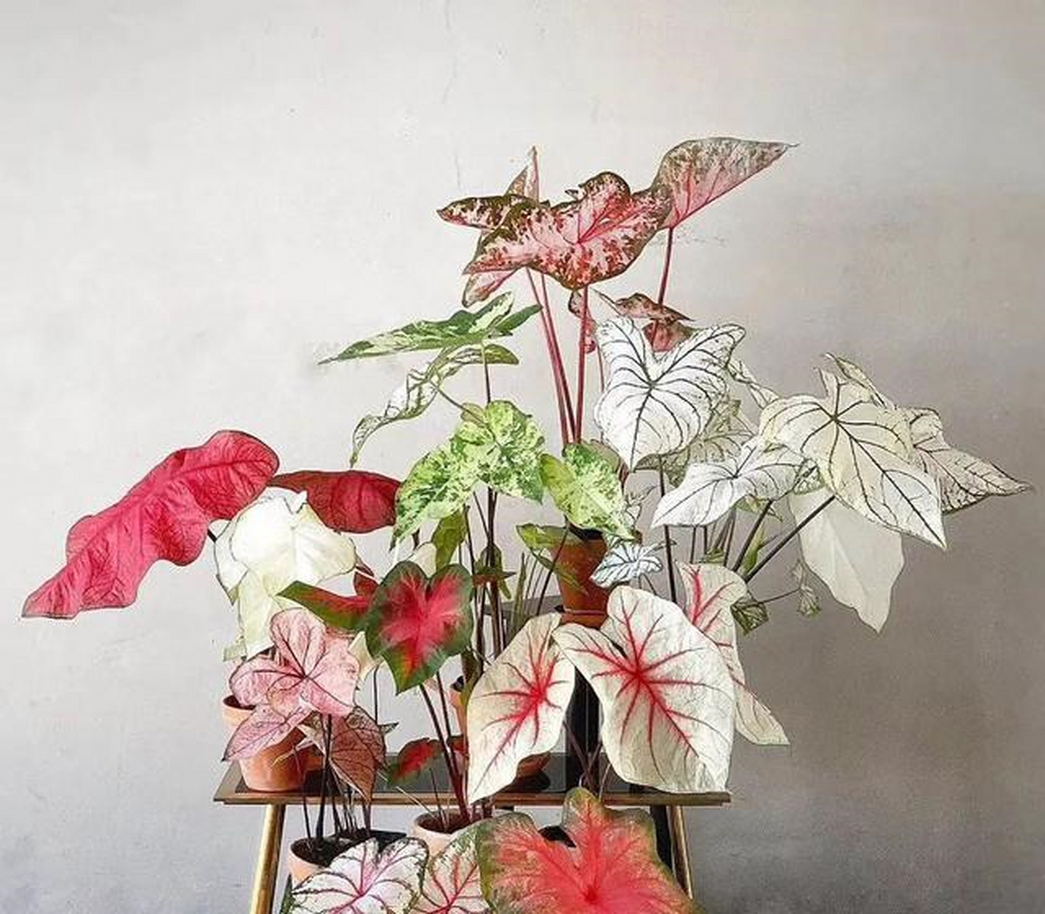 芋类植物,大多耐阴,彩叶芋也不例外,它也有很强的耐阴性,家里若是养有
