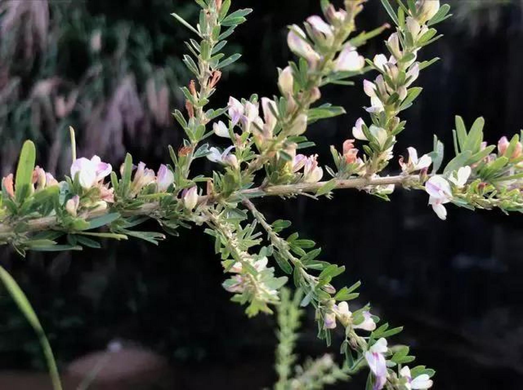山上珍贵的一种植物,人称"铁扫帚",农村人却称它为"夜关门"农村虽地大