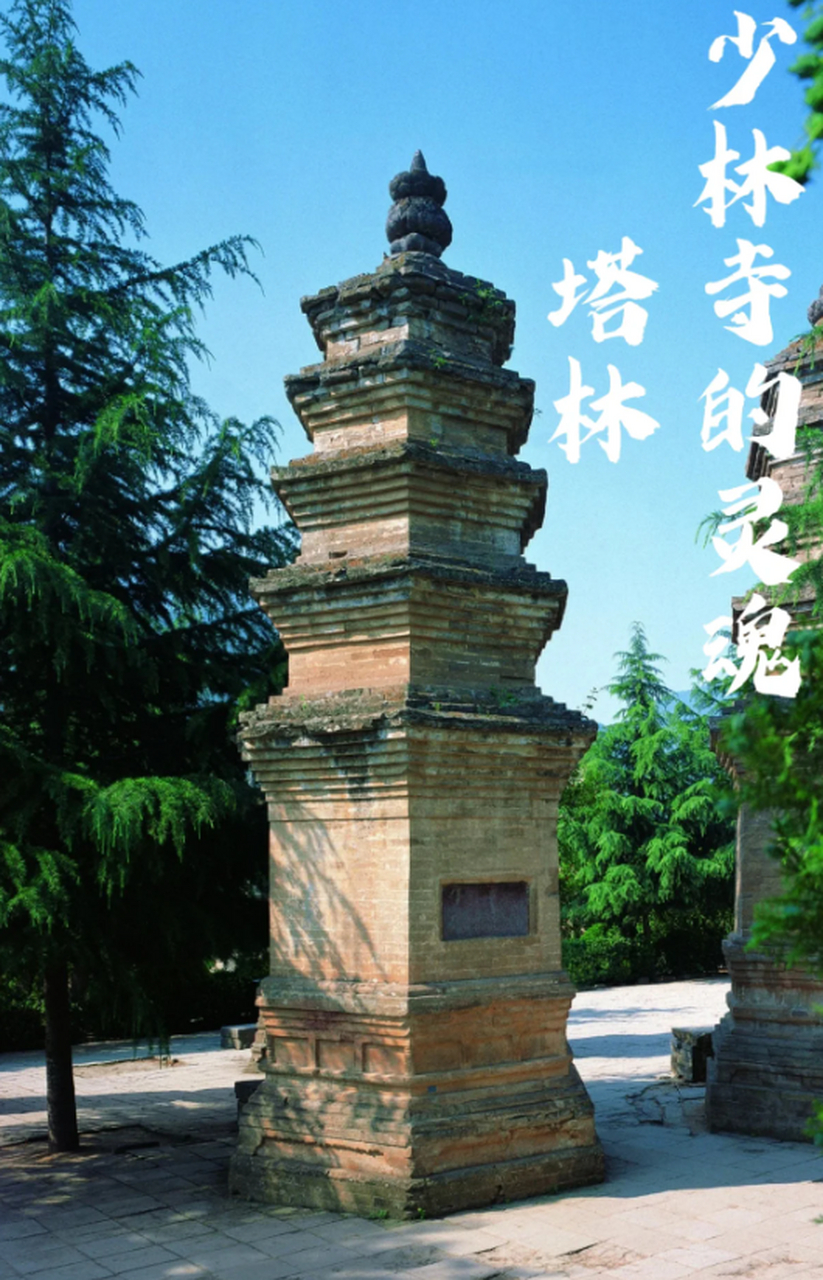 少林寺塔林,位于河南省郑州市登封市少林寺西约300米山脚下.