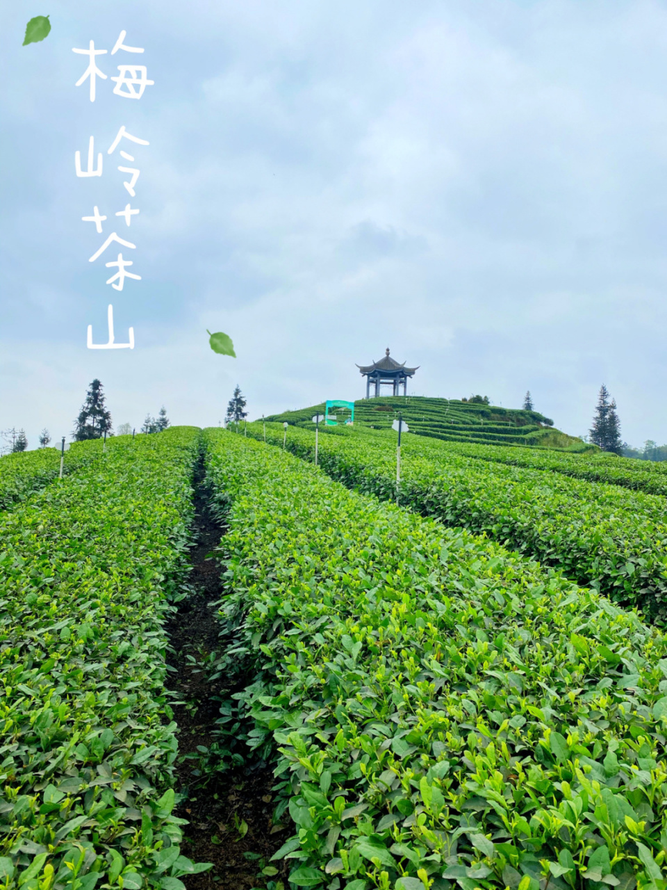 纳溪梅岭茶山介绍图片