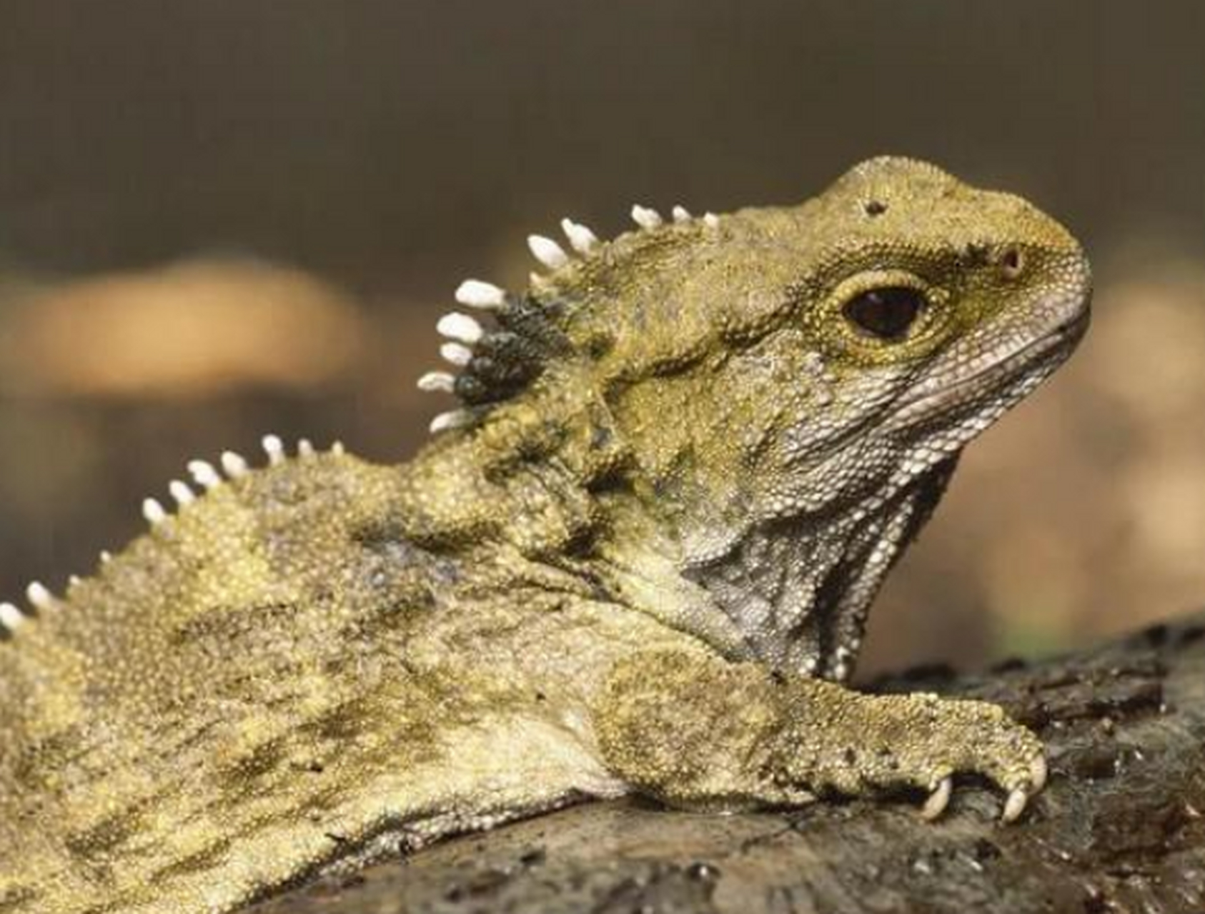 新西兰有一种很古老的爬行动物,叫楔齿蜥.它长有三只眼,除了头两侧各