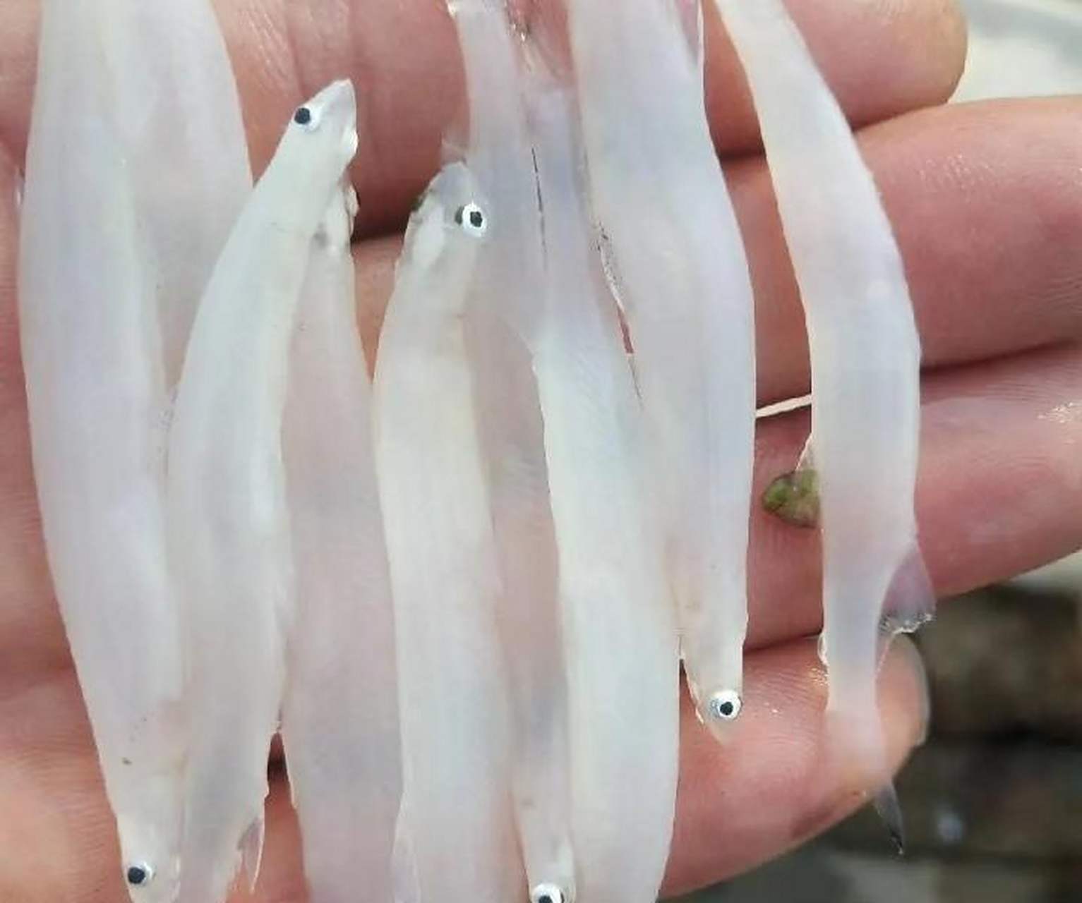 这是什么鱼?透明的,第一次见.