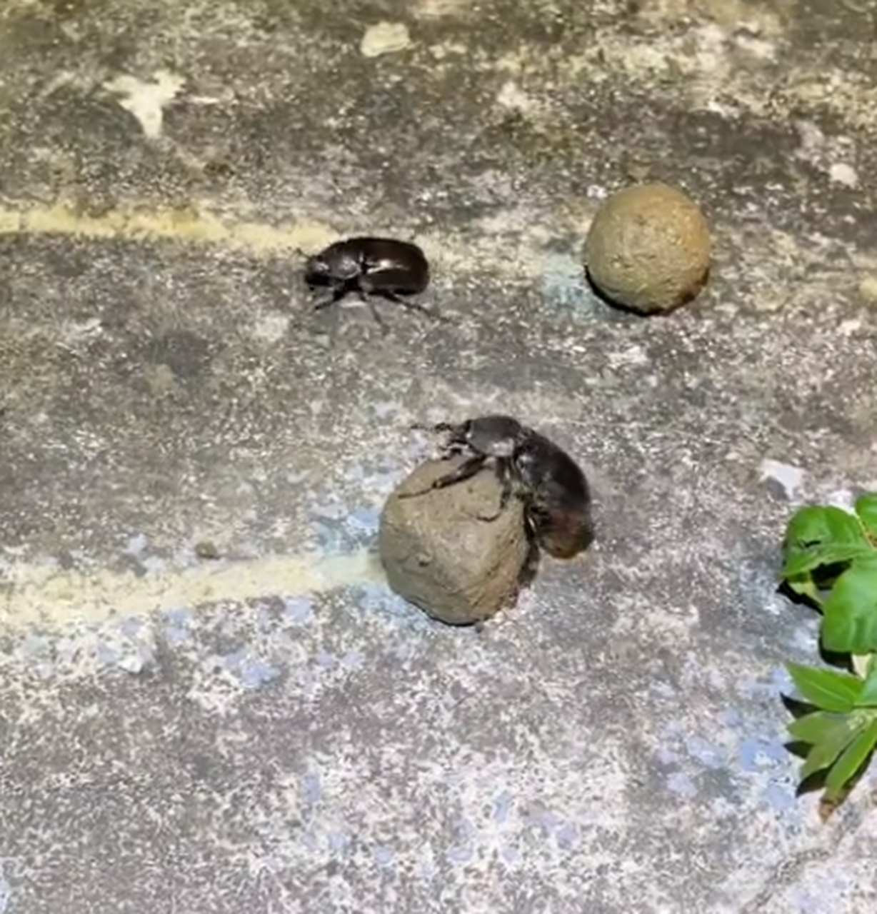屎壳郎滚粪球,见过方形的吗