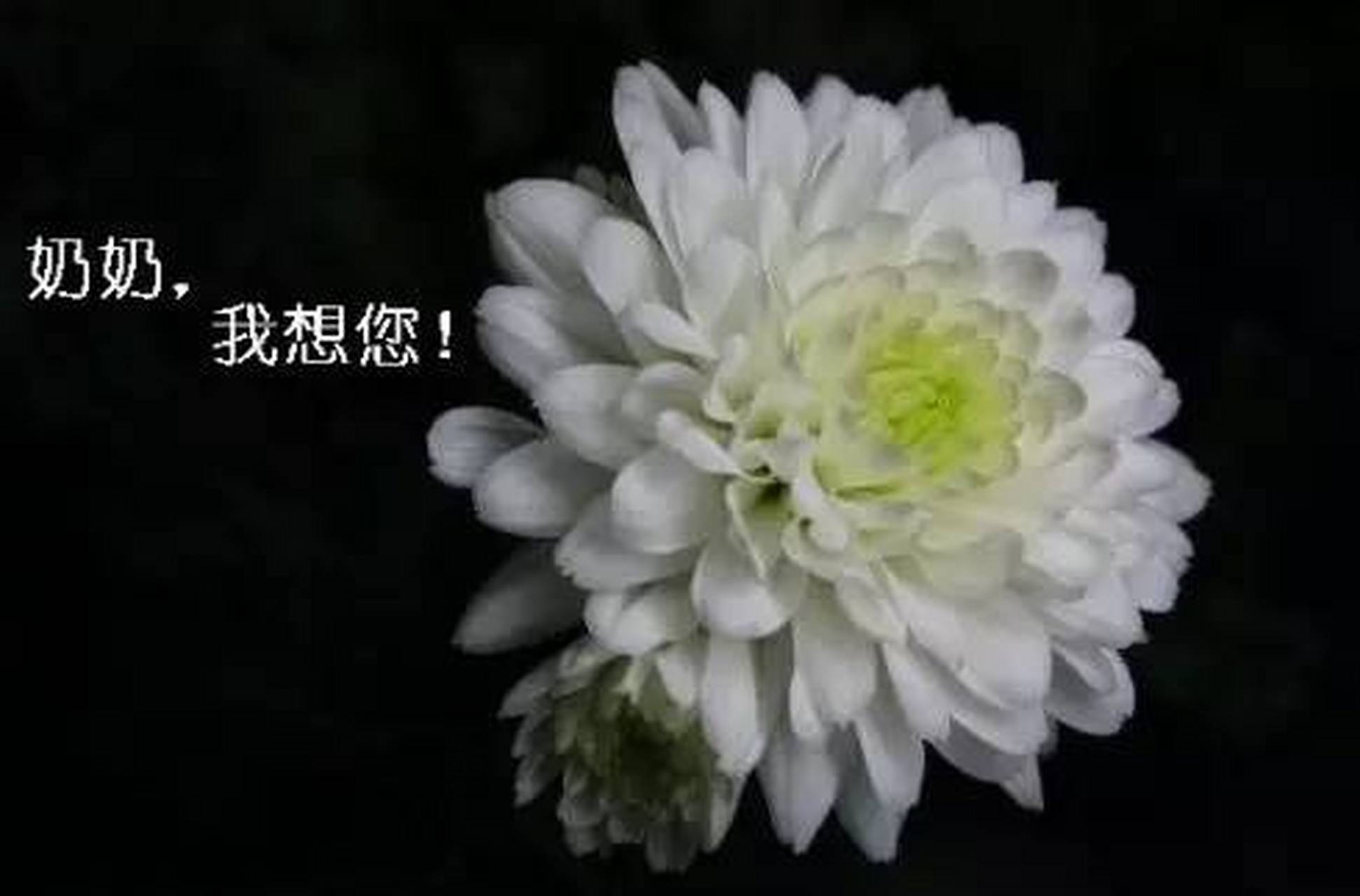 思念缅怀天堂里的奶奶  幼时母逝奶养育,  奶奶恩情似海深.